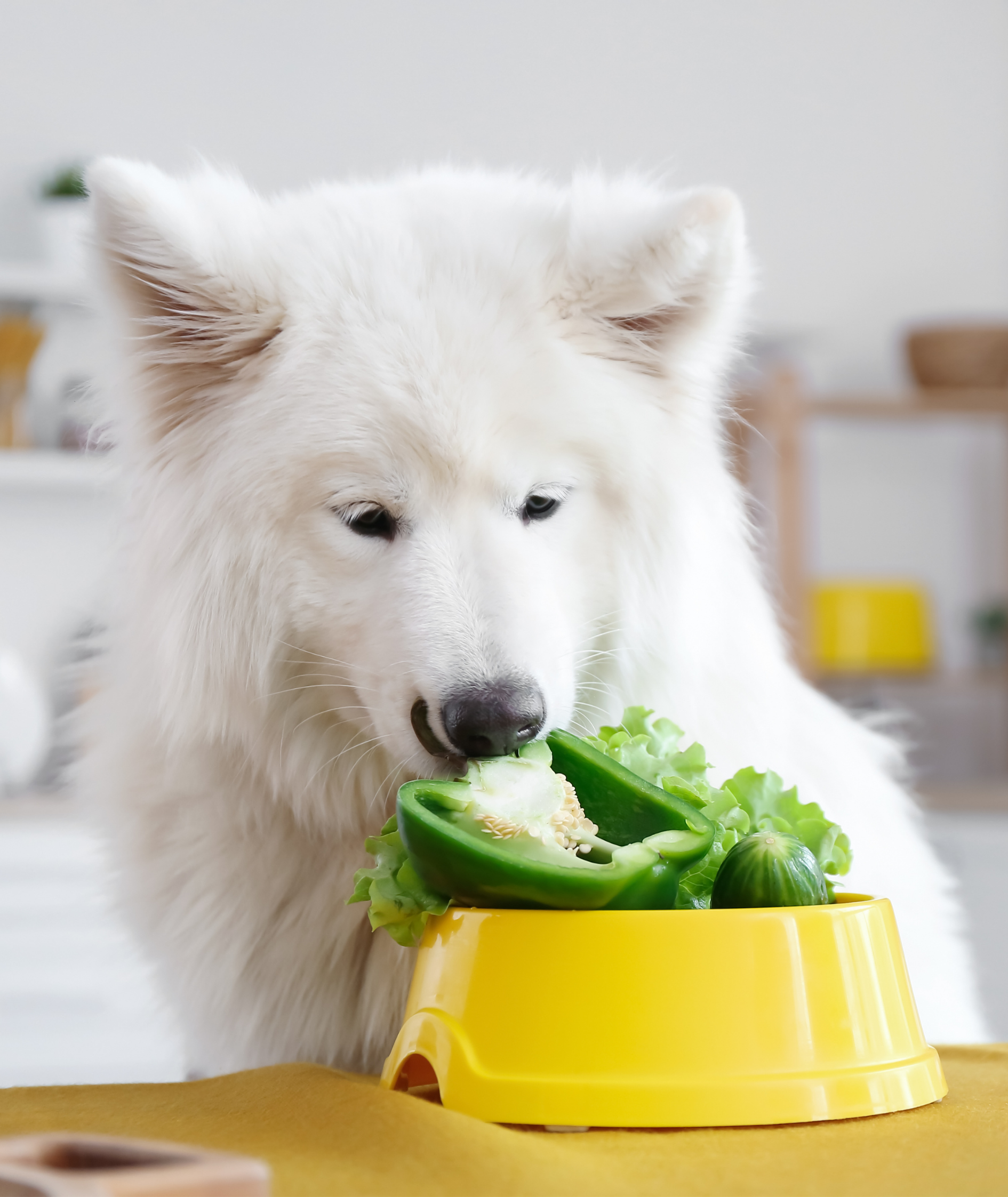 Dog smelling fresh green peppers