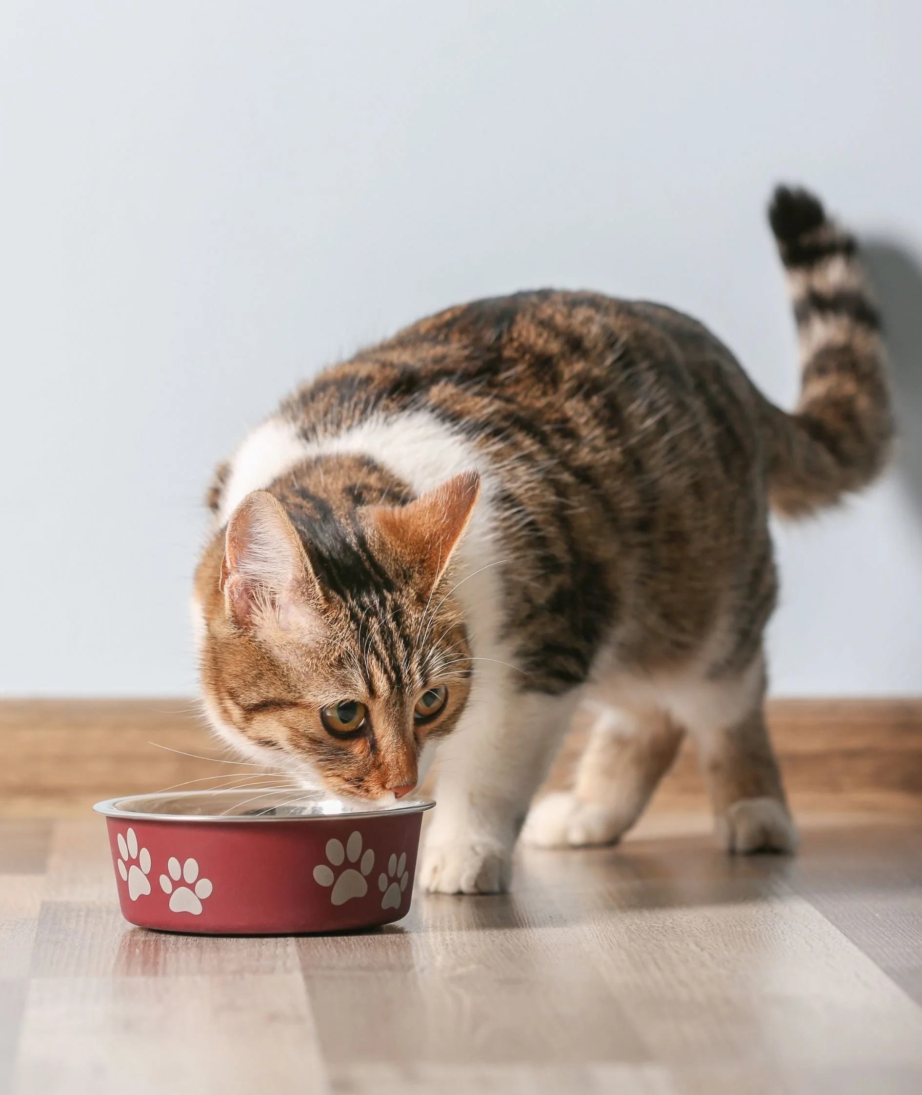 A cat with striped fur and white paws drinking from a pink pet bowl with paw print designs on a wooden surface.