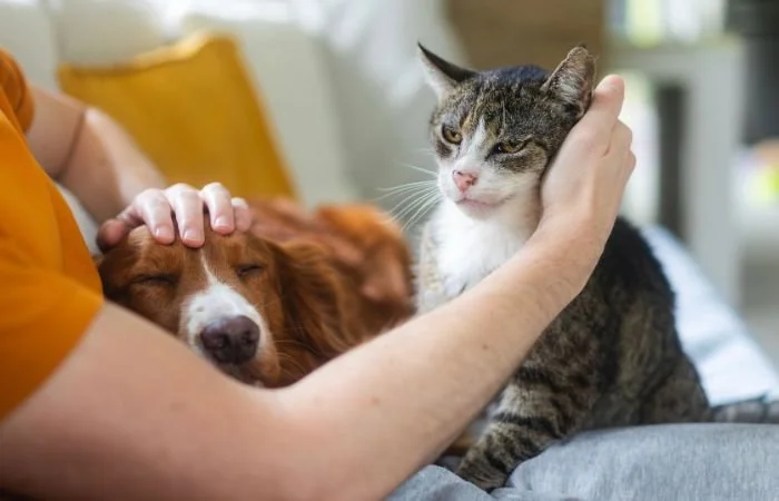 Cat and dog cuddling up with owner on the sofa