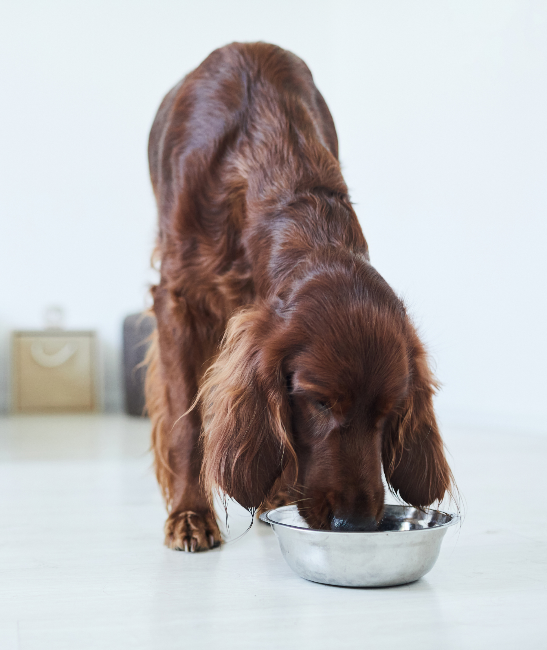 dog eating from metal bowl