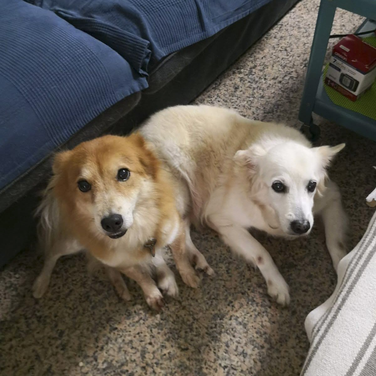 Two dogs, Wendy, the beige dog on the right and Nicol, the brown dog on the left