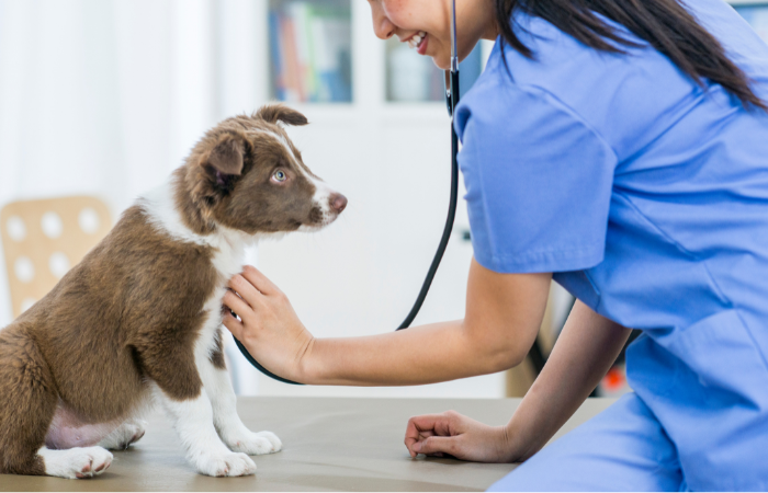 Asian lady vet checking dog health with a stethoscope