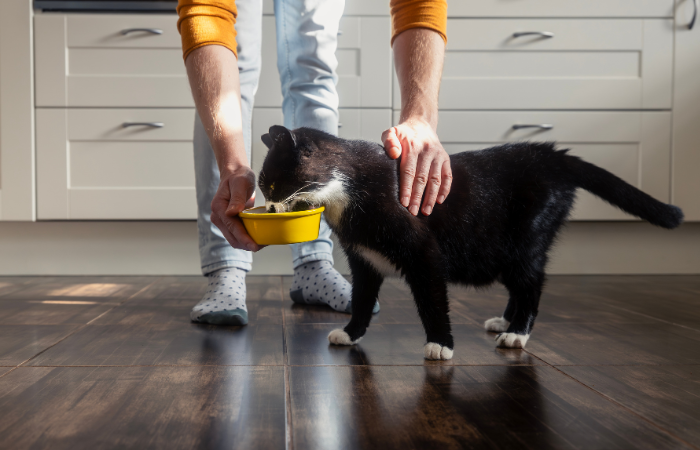 Owner feeding cat using a yellow cat food bowl
