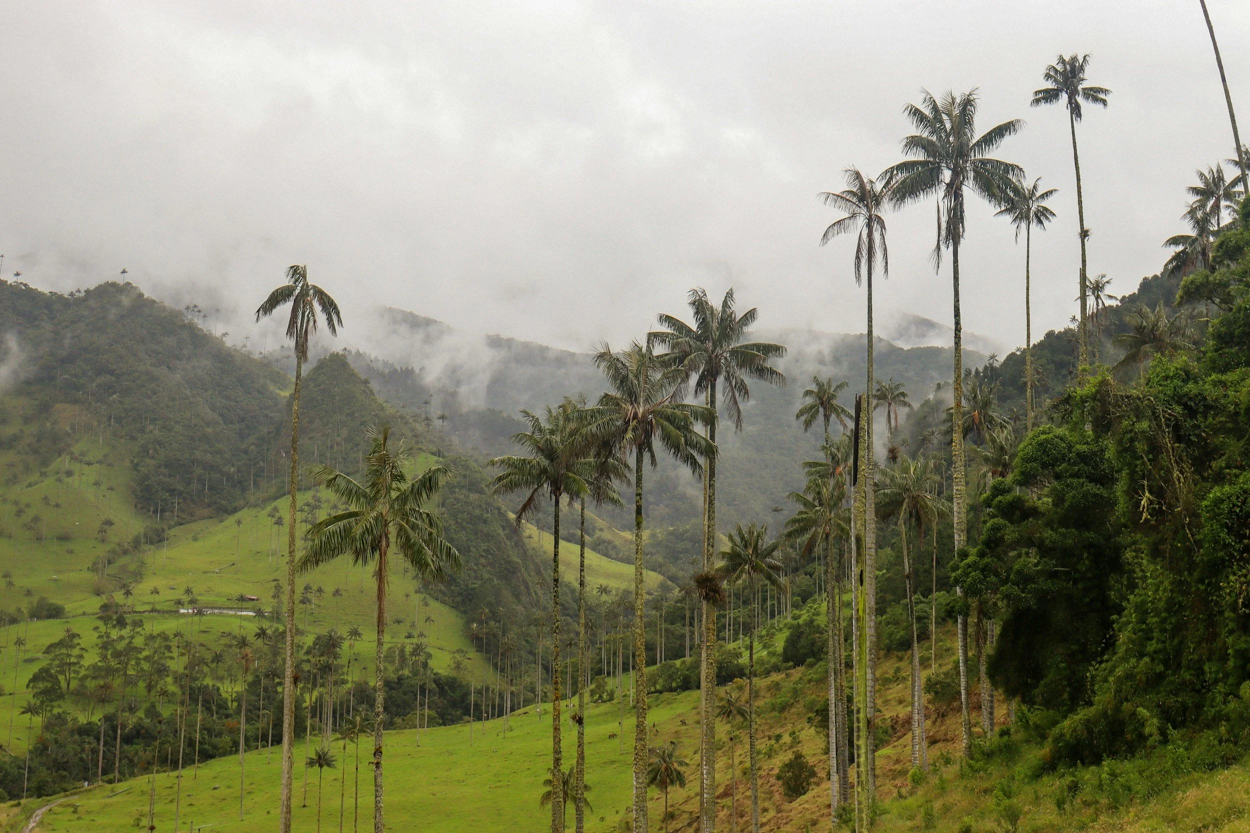 Colombia, salento, cocora valei