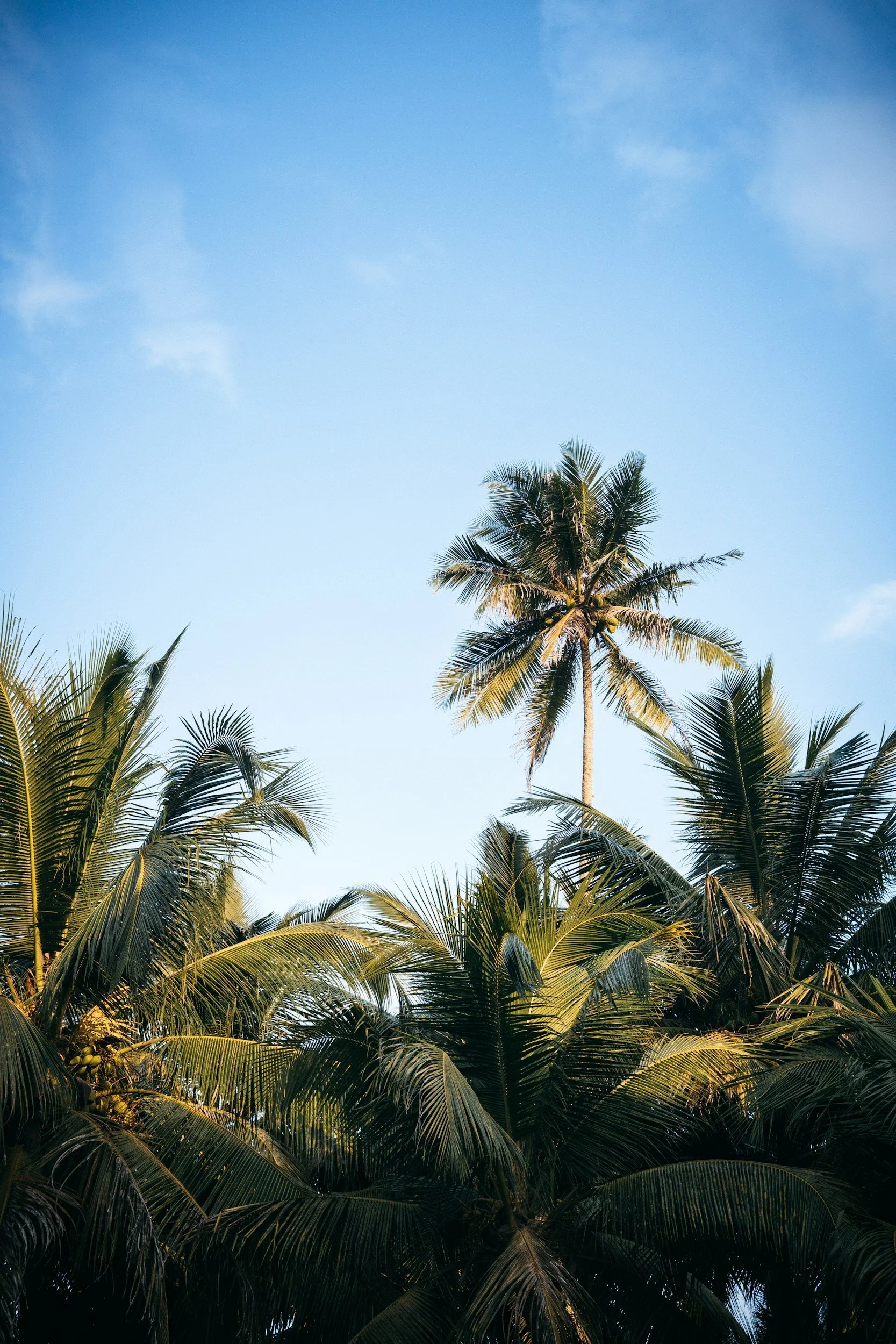 palm tree