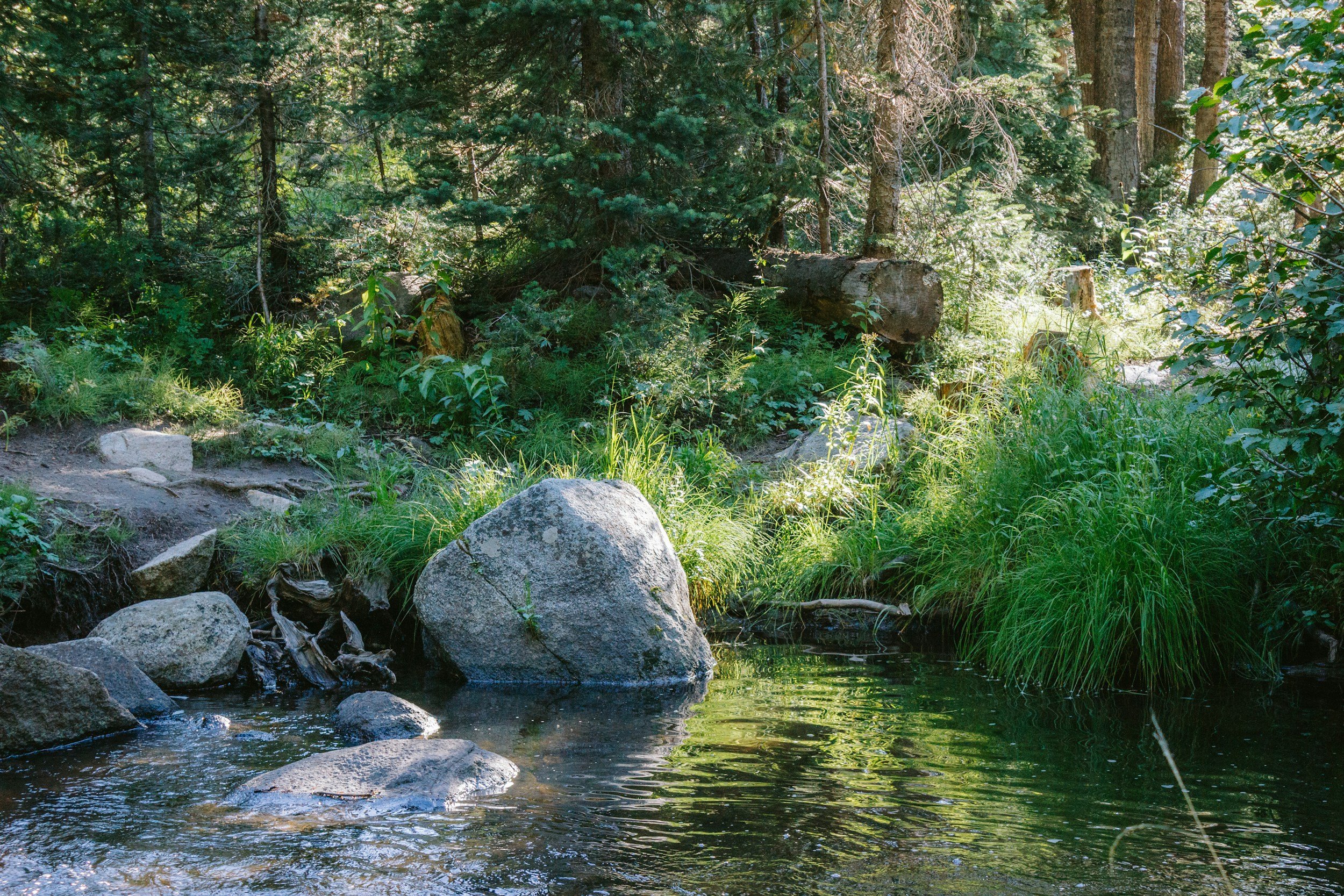 thriving ecosystem representing what it looks like when we have systems that work together