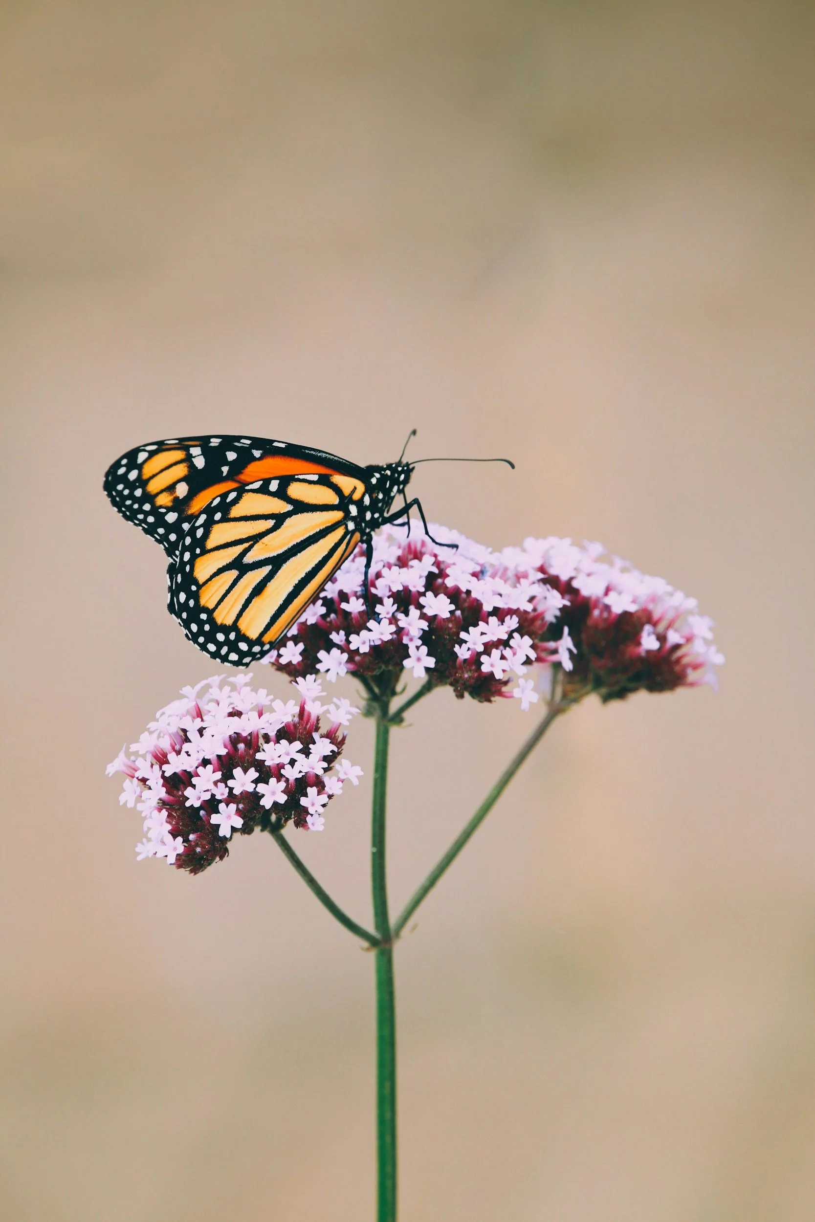 buttefly on milkweed showing how to support pollinators with native plants in your yard
