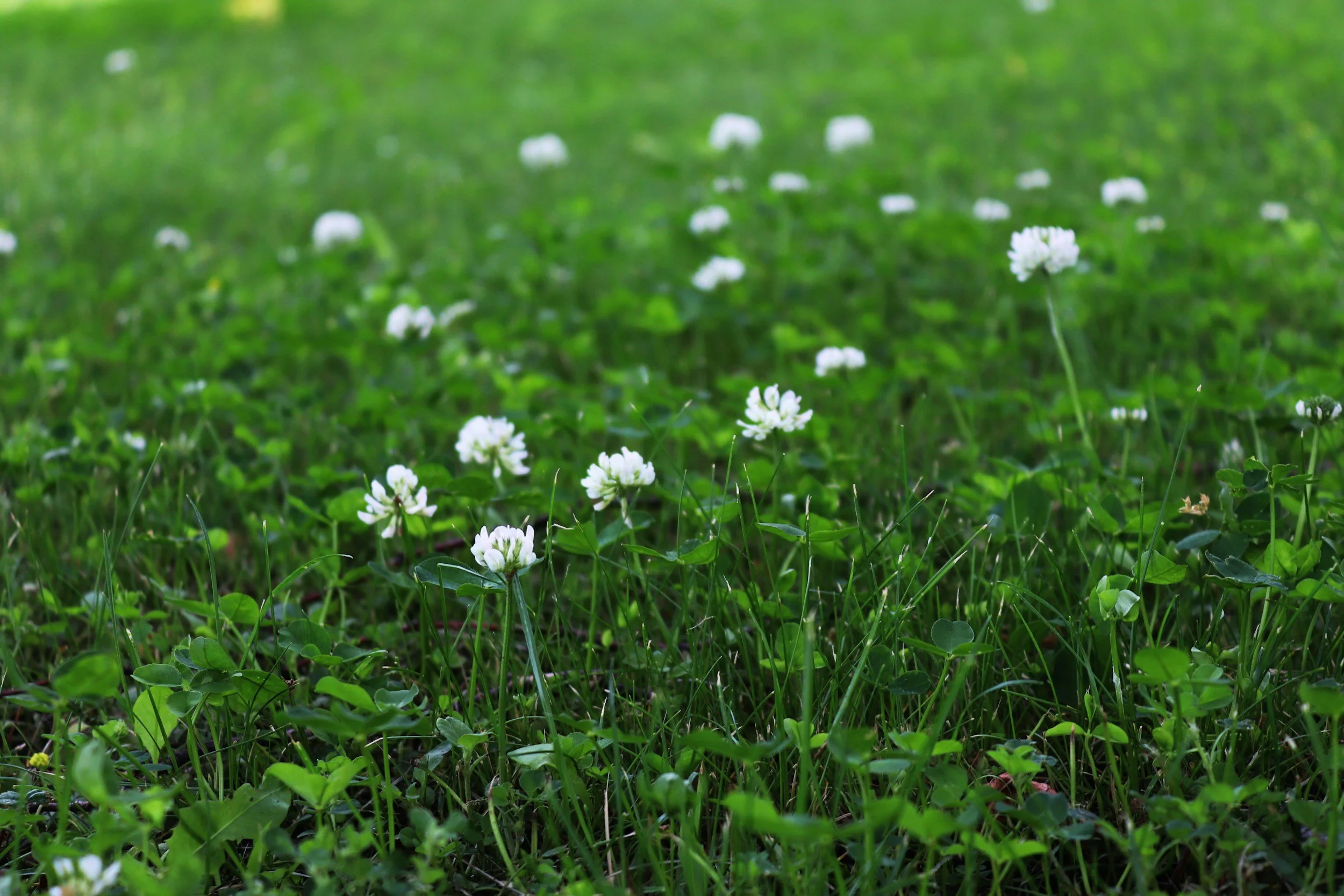 white clover supports local pollinators