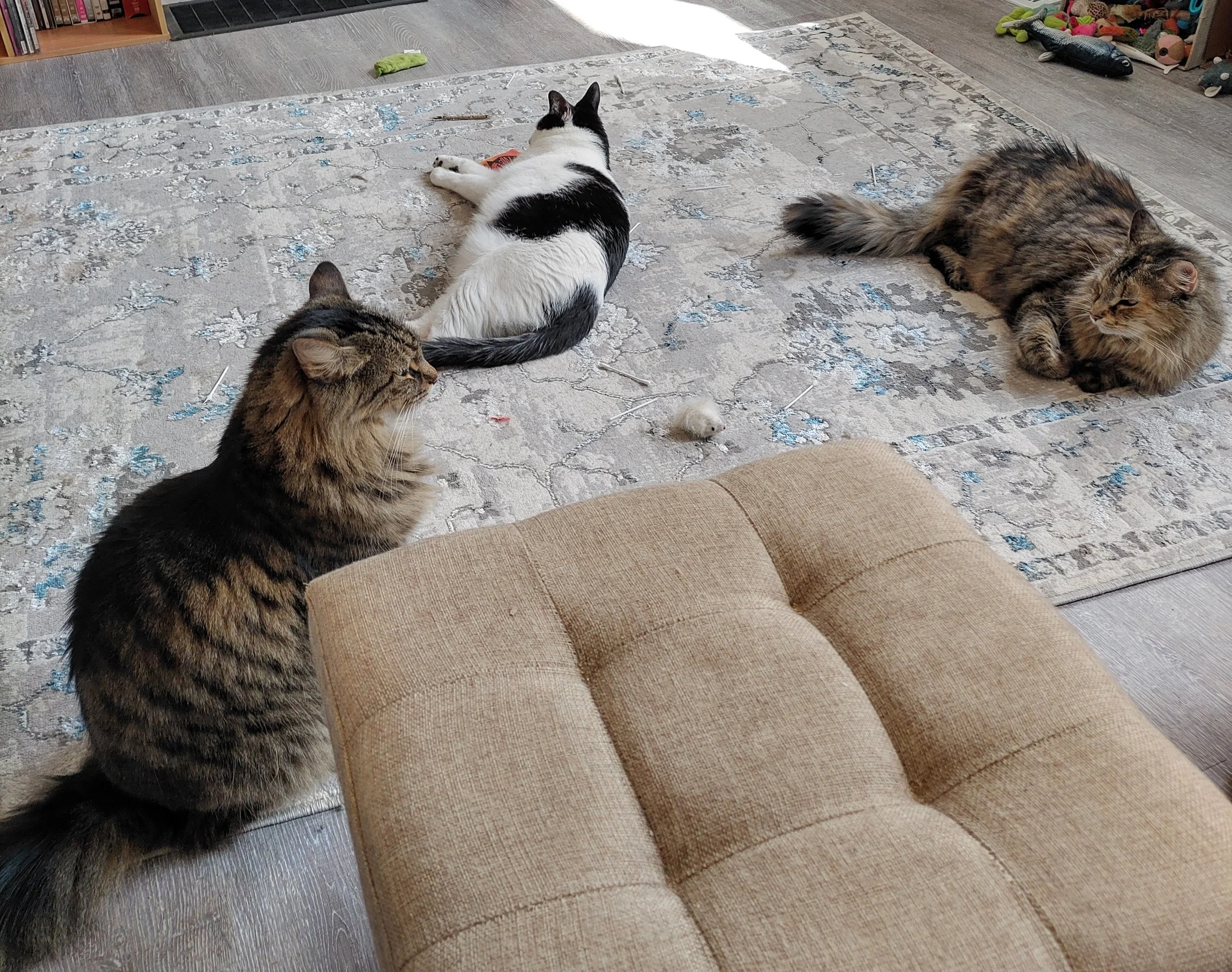 Sarah's 3 cats helping her consult