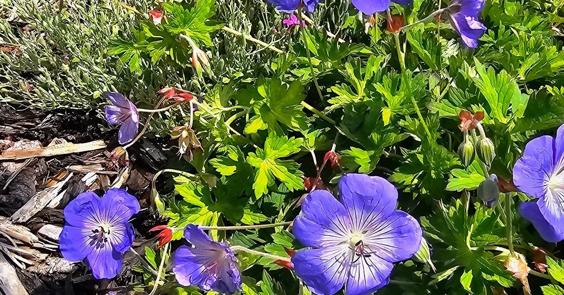 Purple flowers with green leaves and some red flower buds in sunlight.