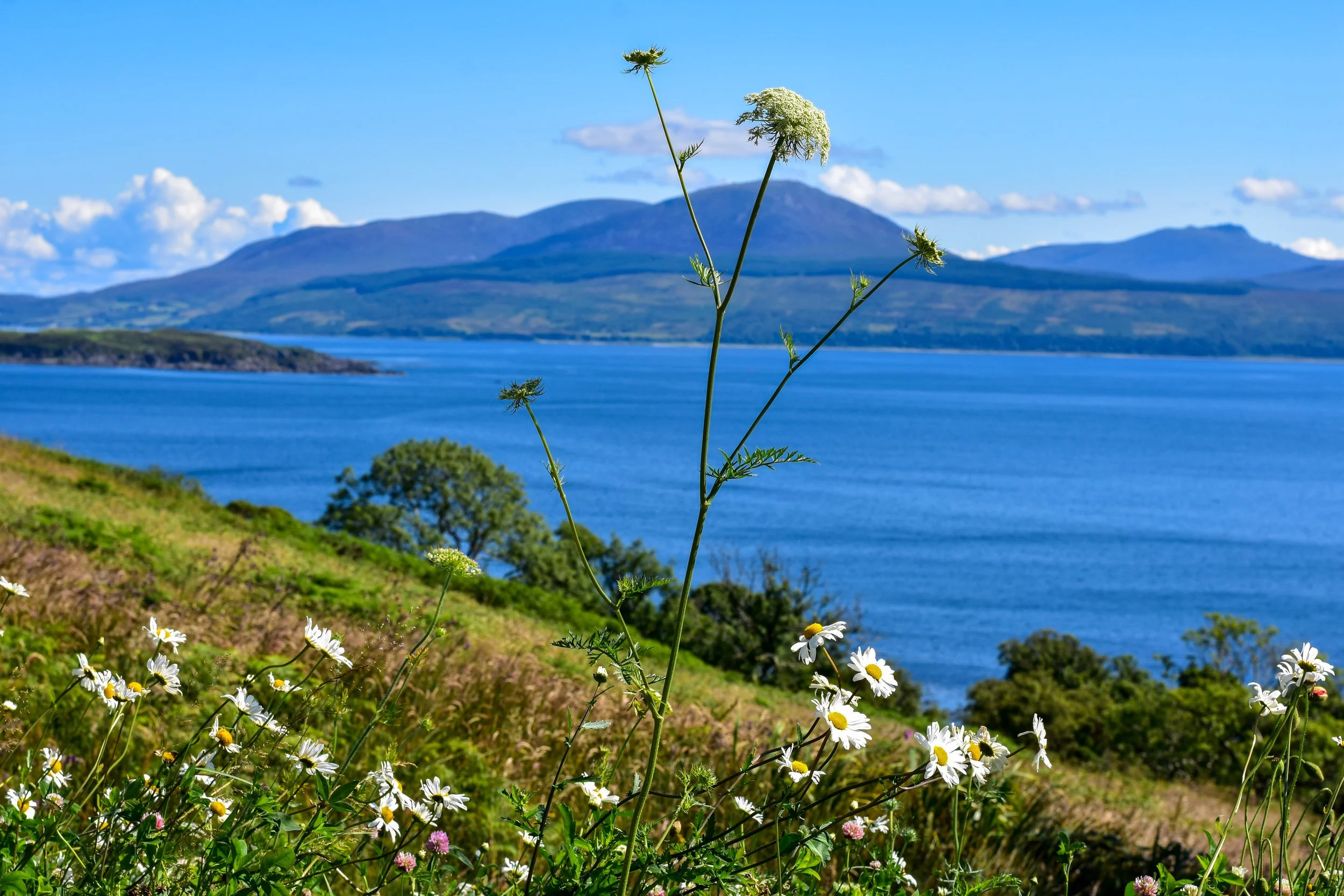 Wildflowers on a hillside overlooking a lake with mountains in the background under a partly cloudy sky.