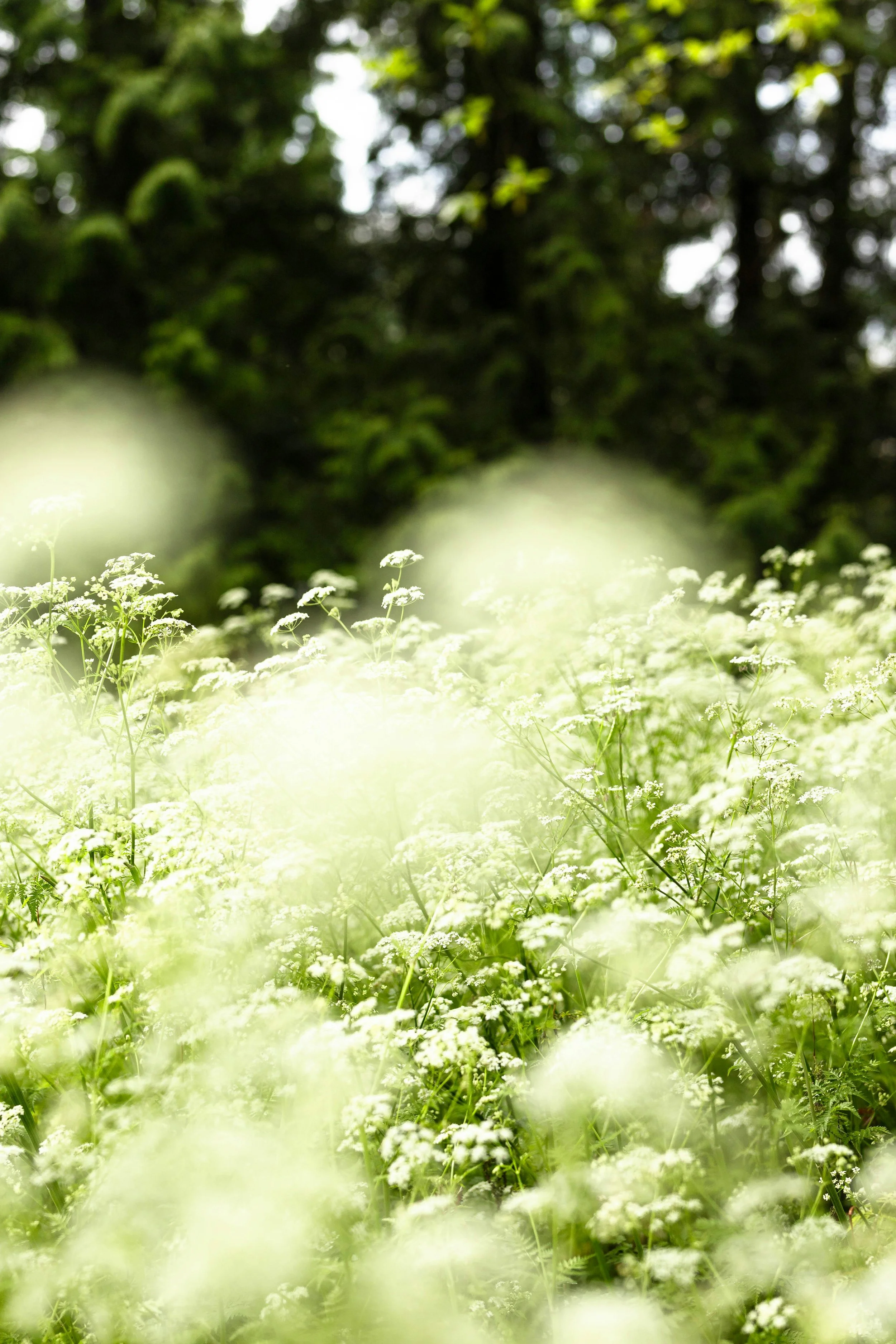 Close-up of wildflowers with a dark forest background.