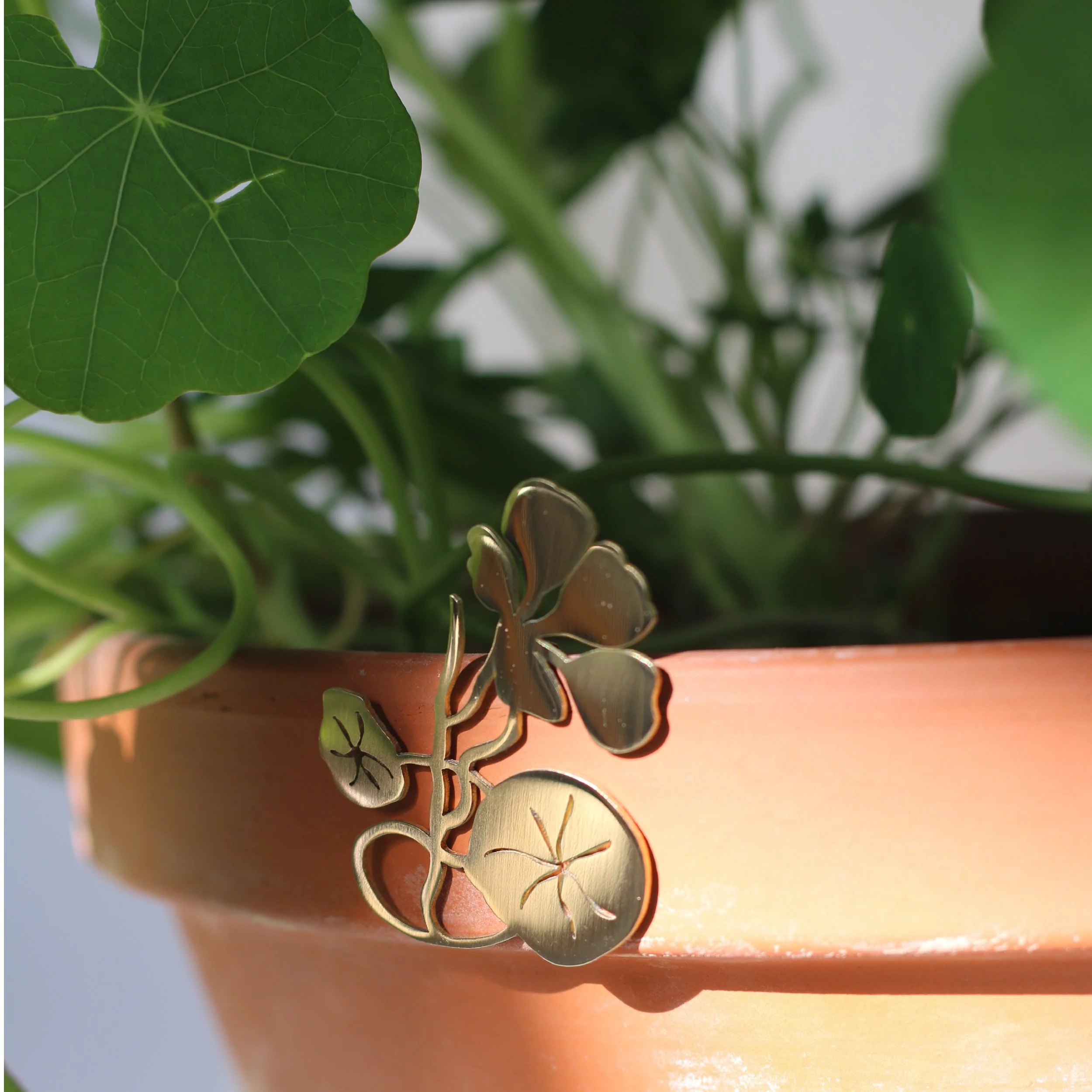 nasturtium-03.jpg
