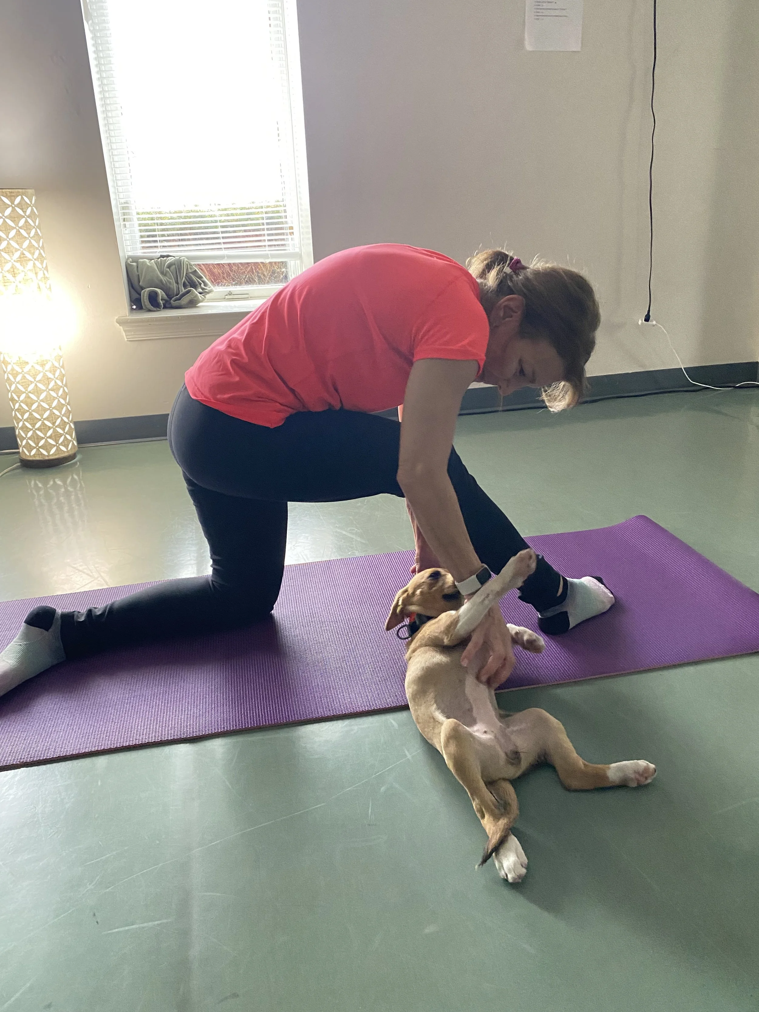 Elverson Fitness Club (Elverson, PA) partners with the PSPCA and Main Line Animal Rescue to host yoga classes with adorable adoptable pets.