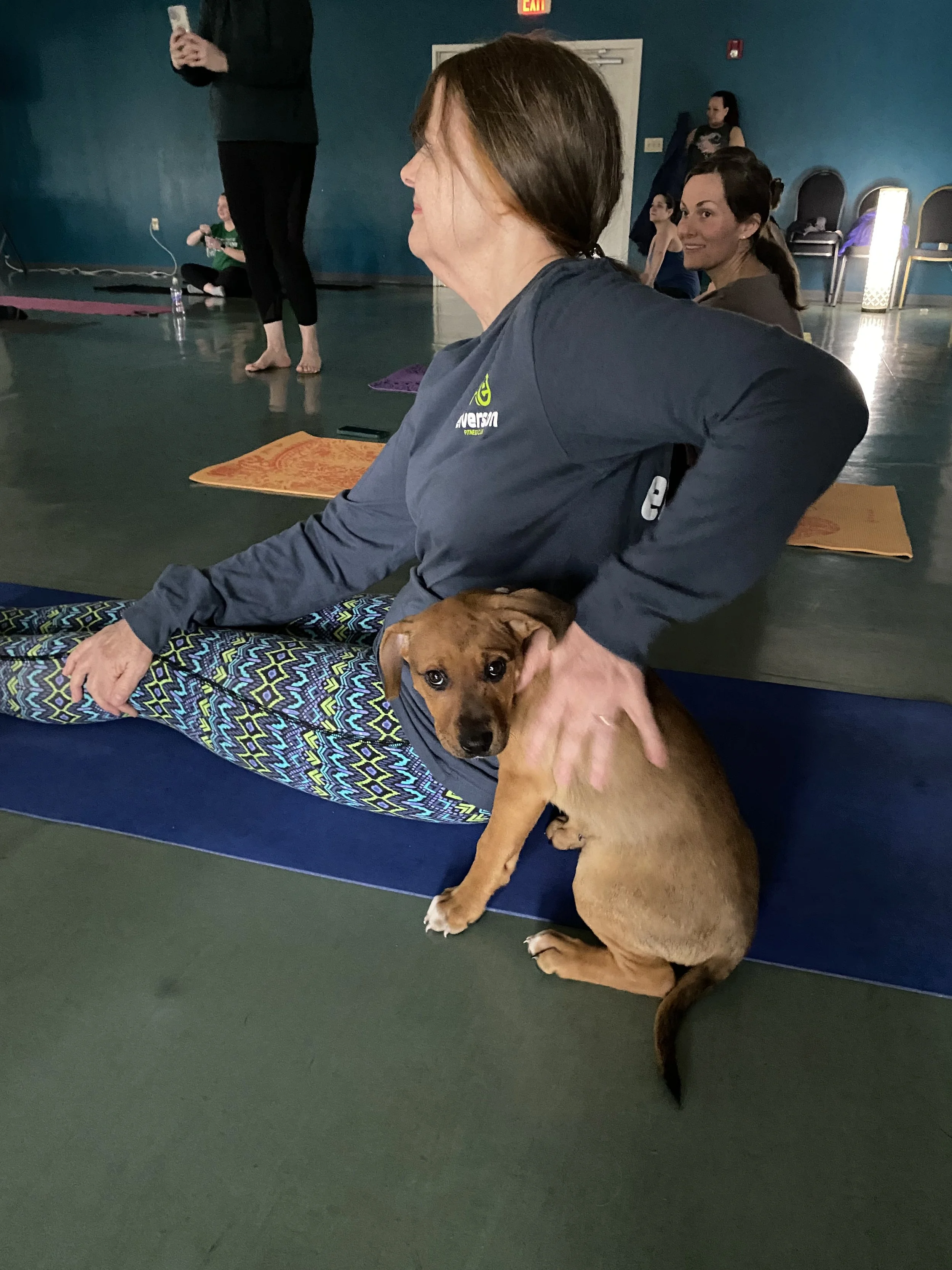 Elverson Fitness Club (Elverson, PA) partners with the PSPCA and Main Line Animal Rescue to host yoga classes with adorable adoptable pets.