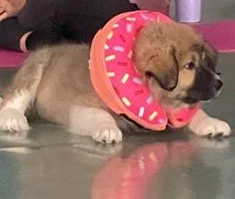 Elverson Fitness Club (Elverson, PA) partners with the PSPCA and Main Line Animal Rescue to host yoga classes with adorable adoptable pets.