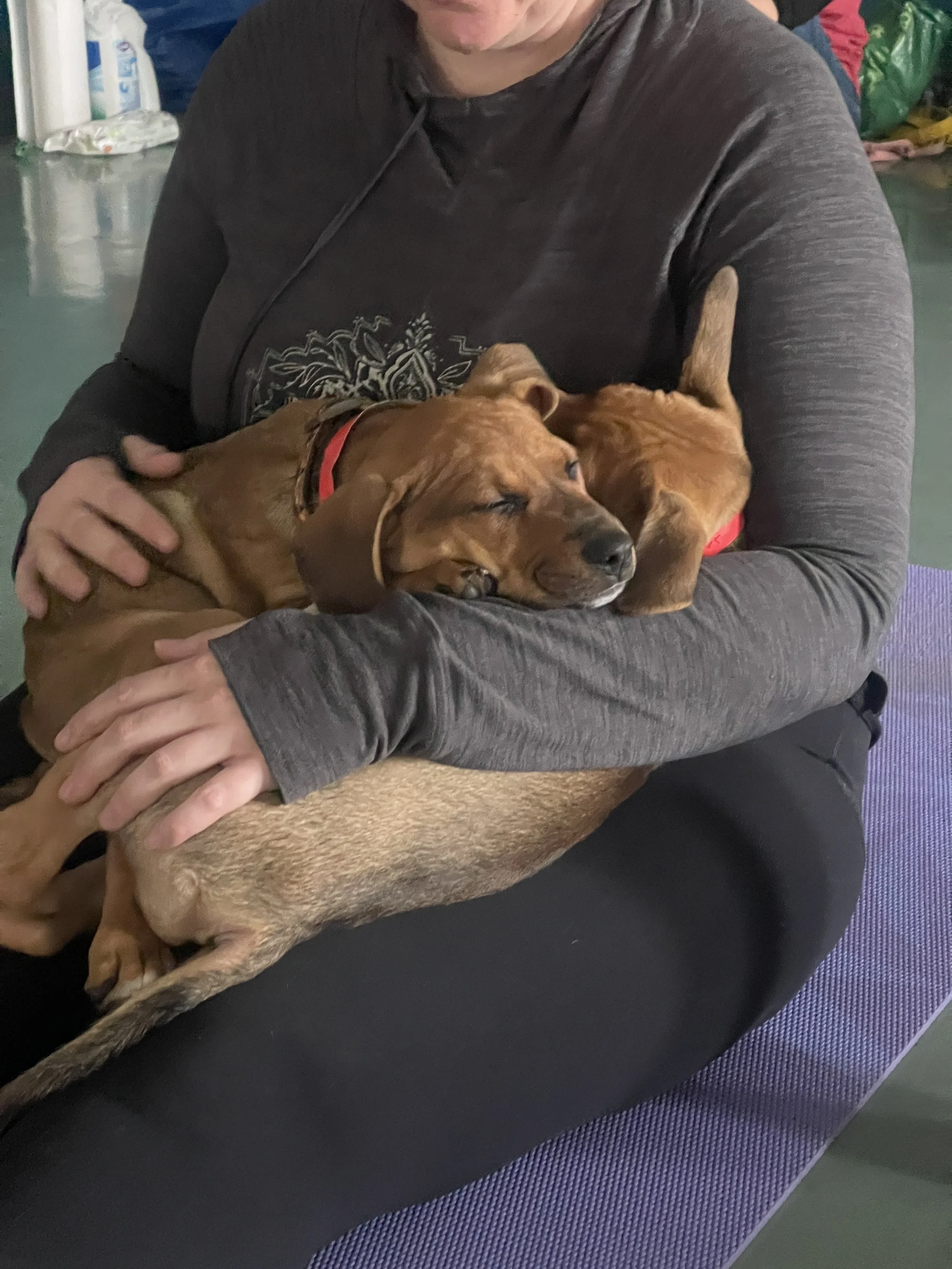 Elverson Fitness Club (Elverson, PA) partners with the PSPCA and Main Line Animal Rescue to host yoga classes with adorable adoptable pets.
