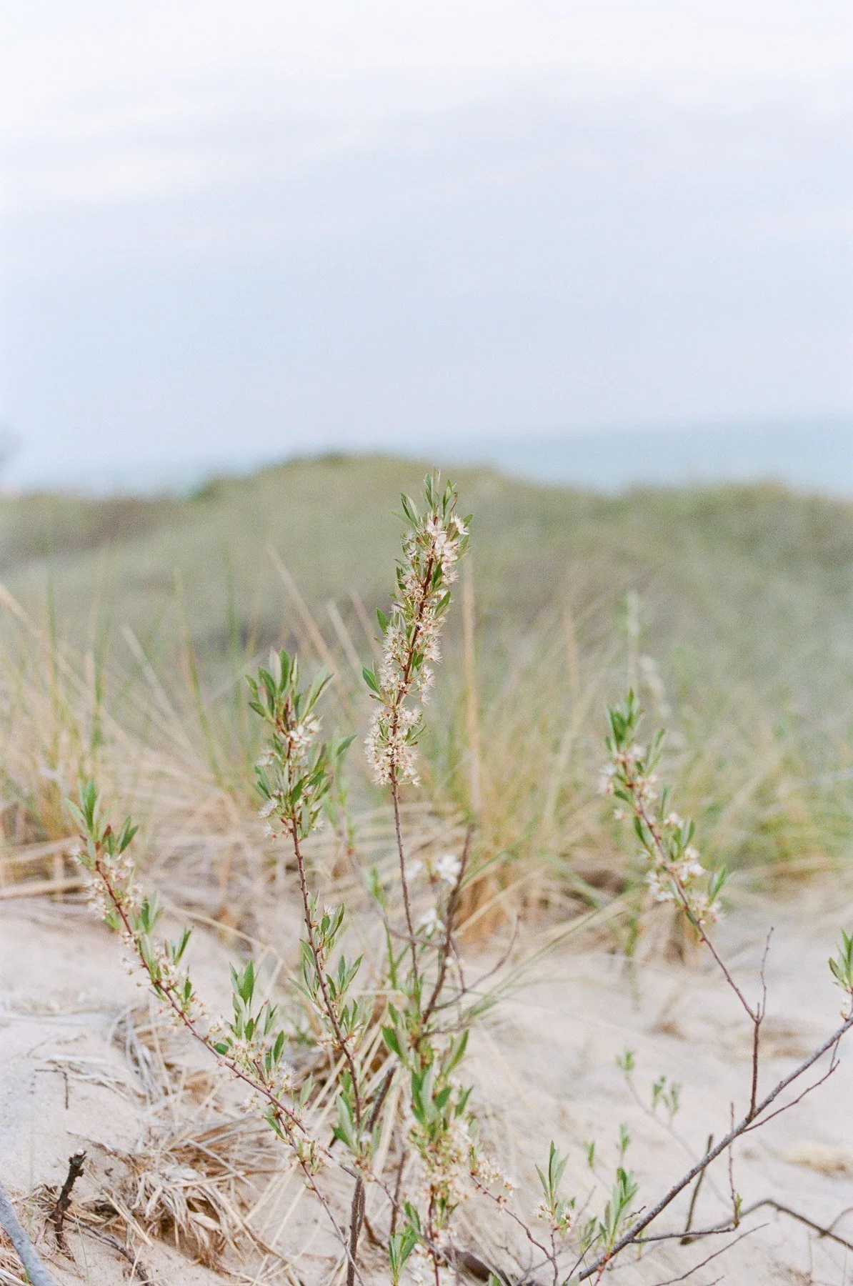 Michigan maternity photos by NY family photographer Michelle Lange-21.jpg