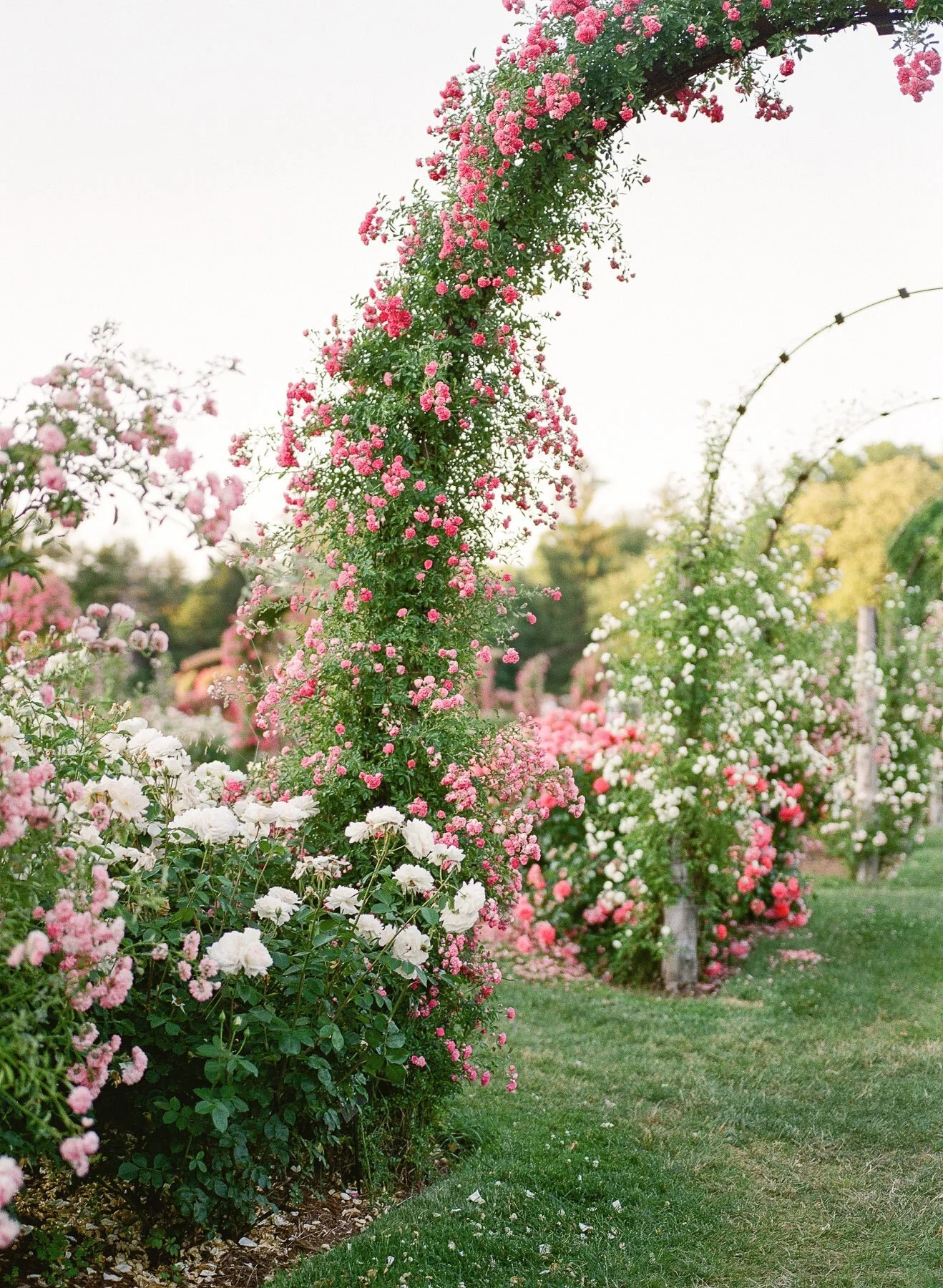 Hartford CT Rose Garden