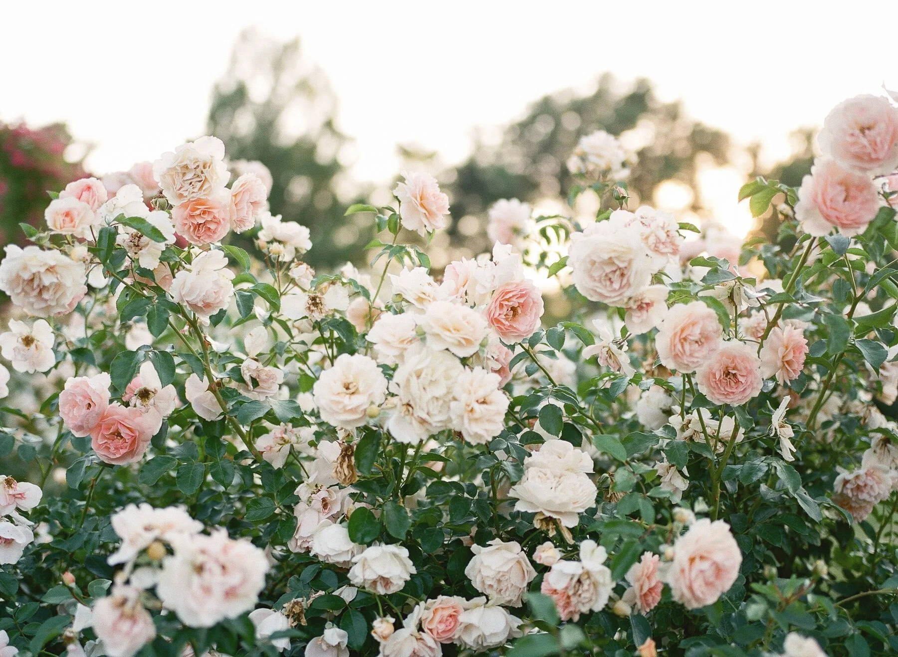 Landrum Family Photographer-20.jpg