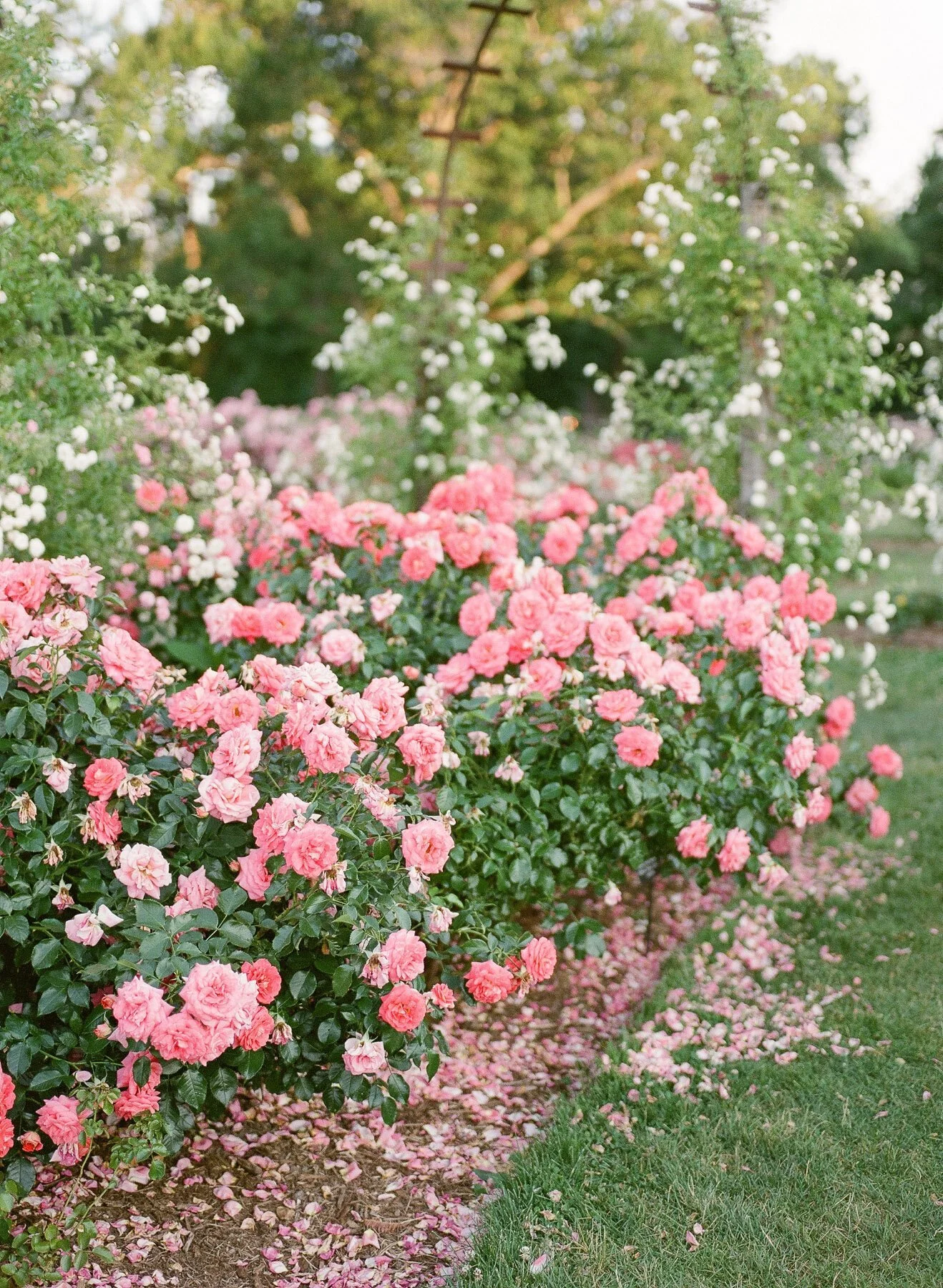 Landrum Family Photographer-25.jpg