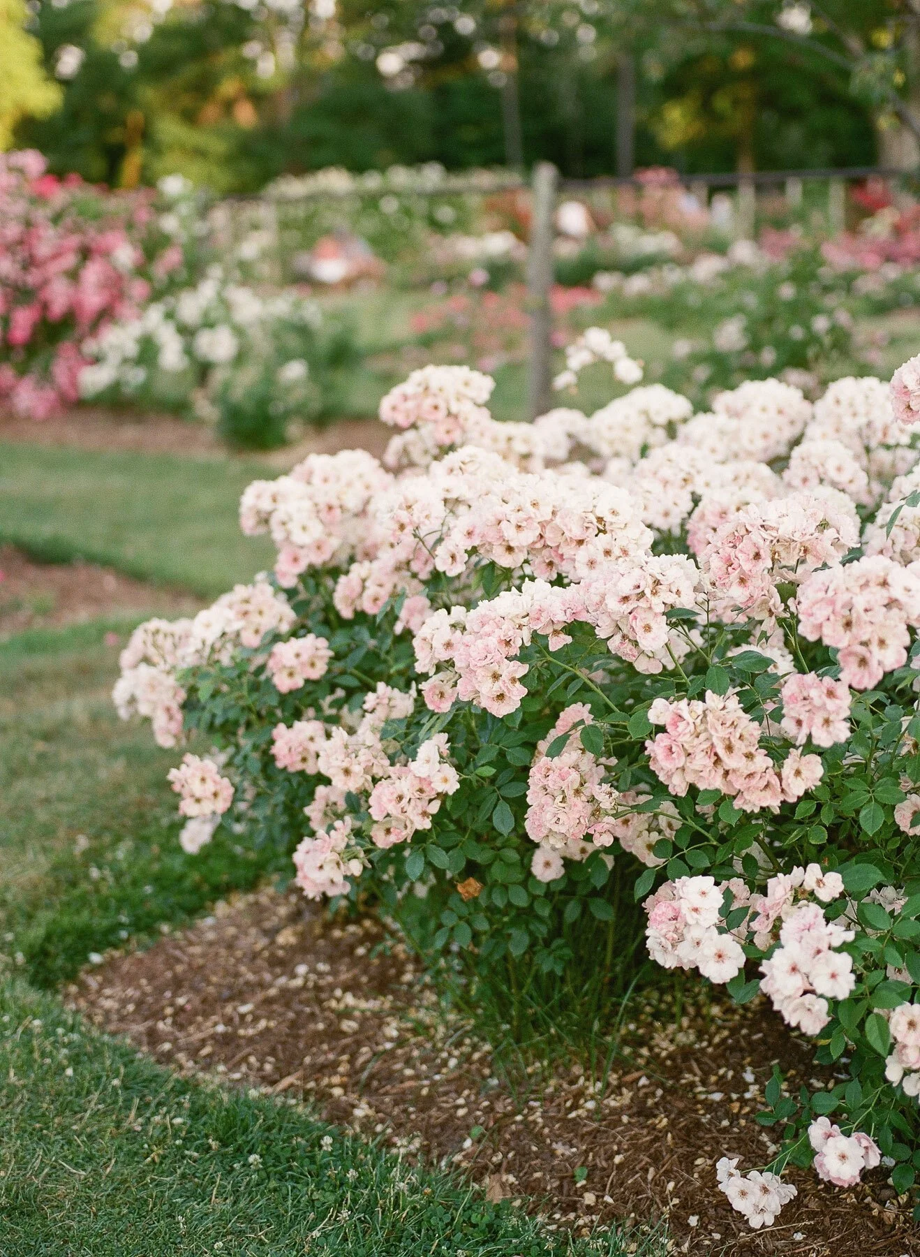 Landrum Family Photographer-24.jpg