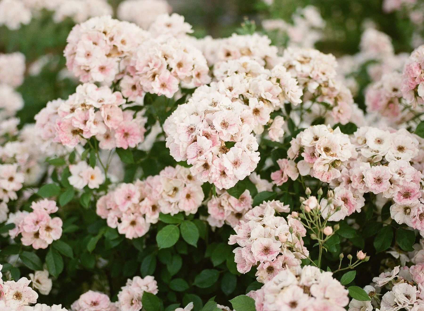 Landrum Family Photographer-22.jpg