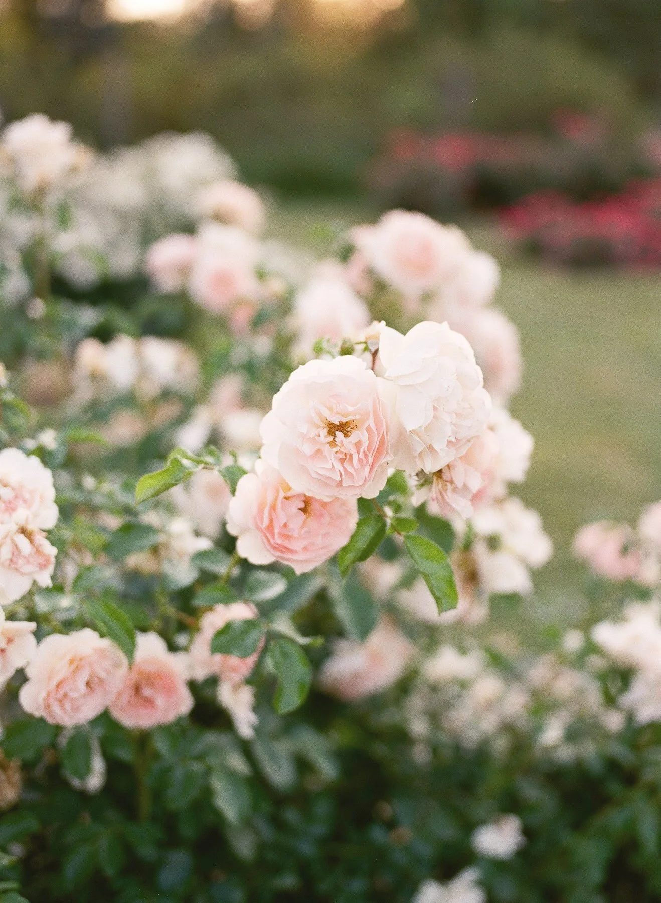 Landrum Family Photographer-21.jpg