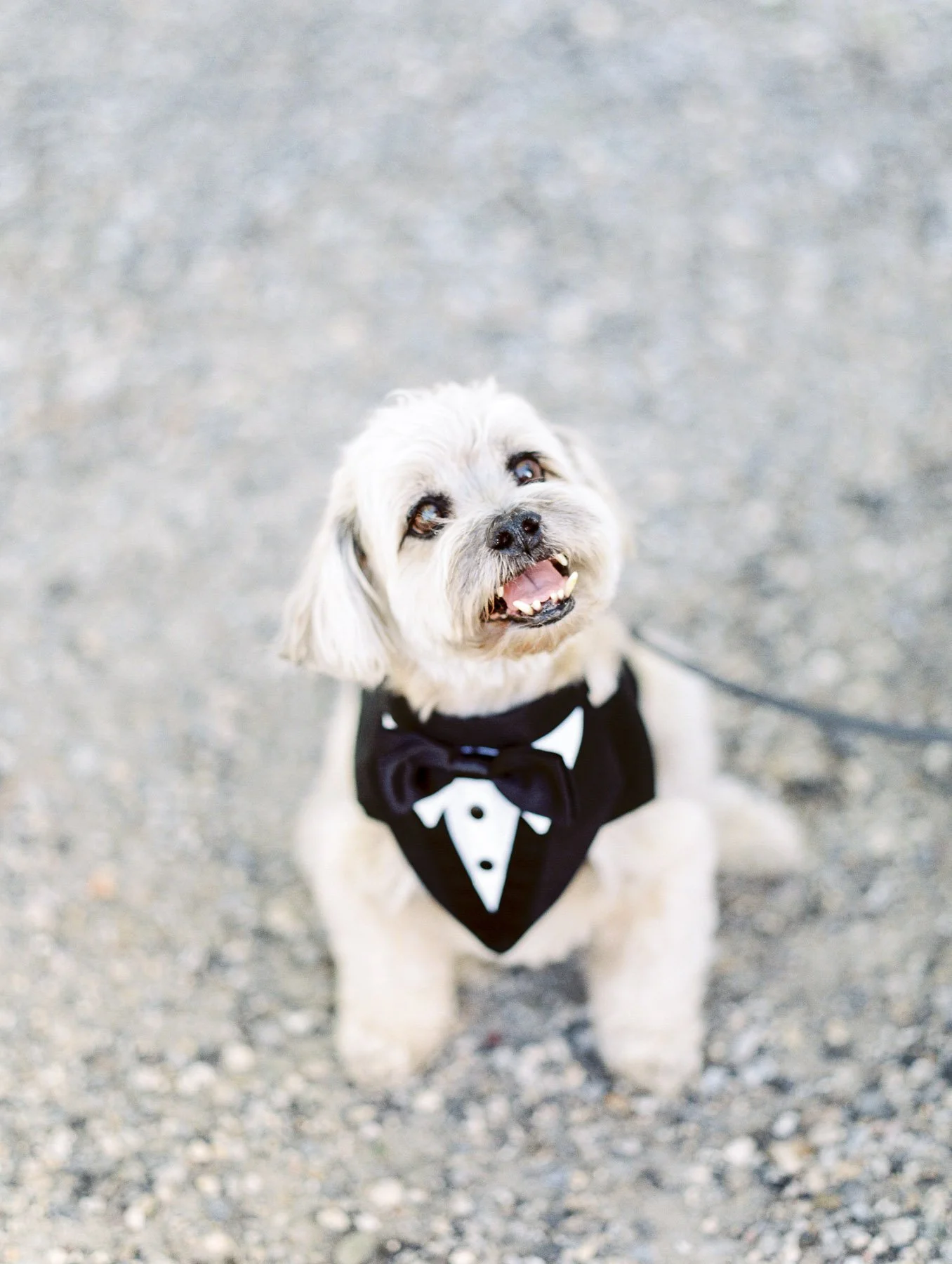 Manchester Vermont Wedding Dog in Tux