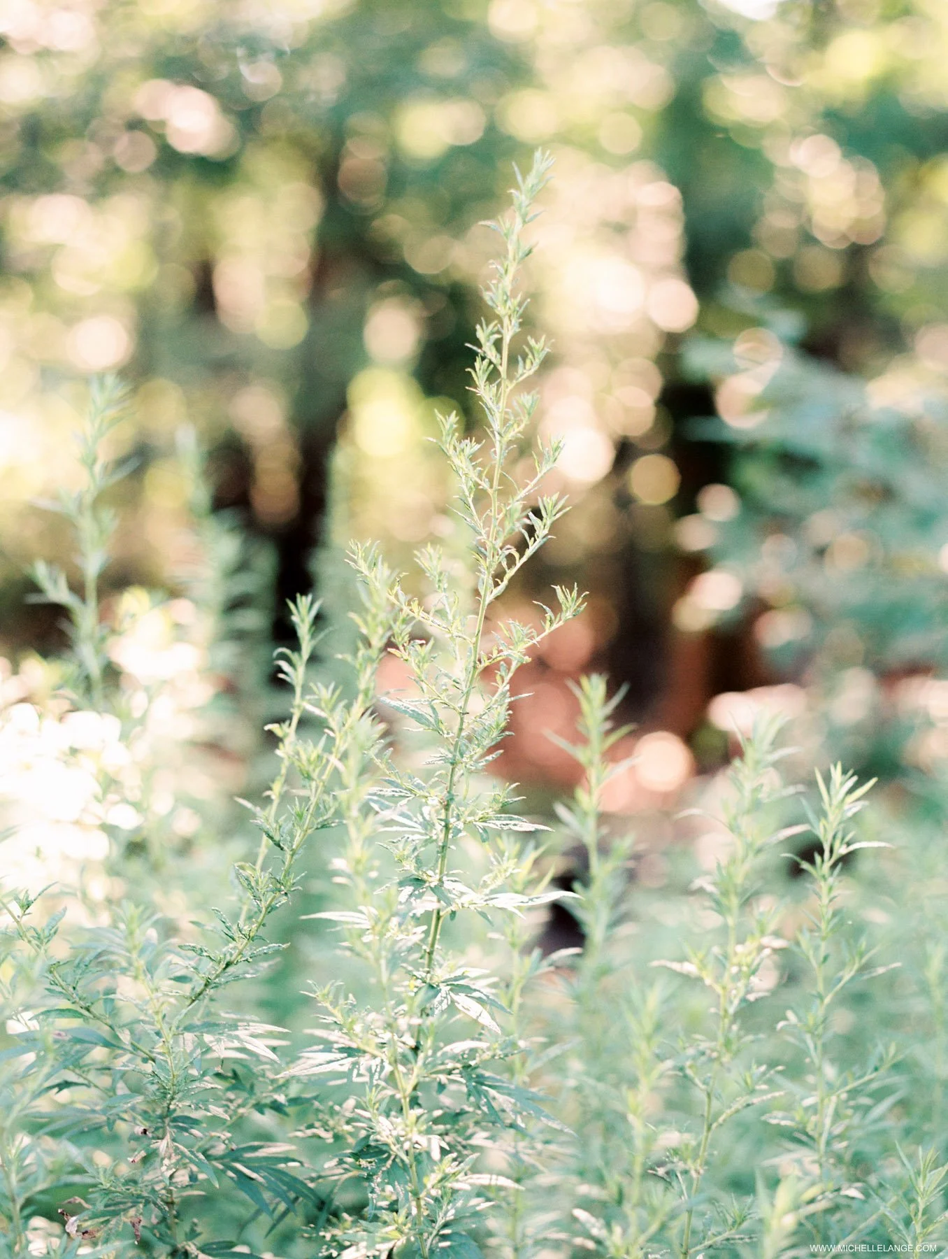 NJ Film Wedding and Engagement Photographer 