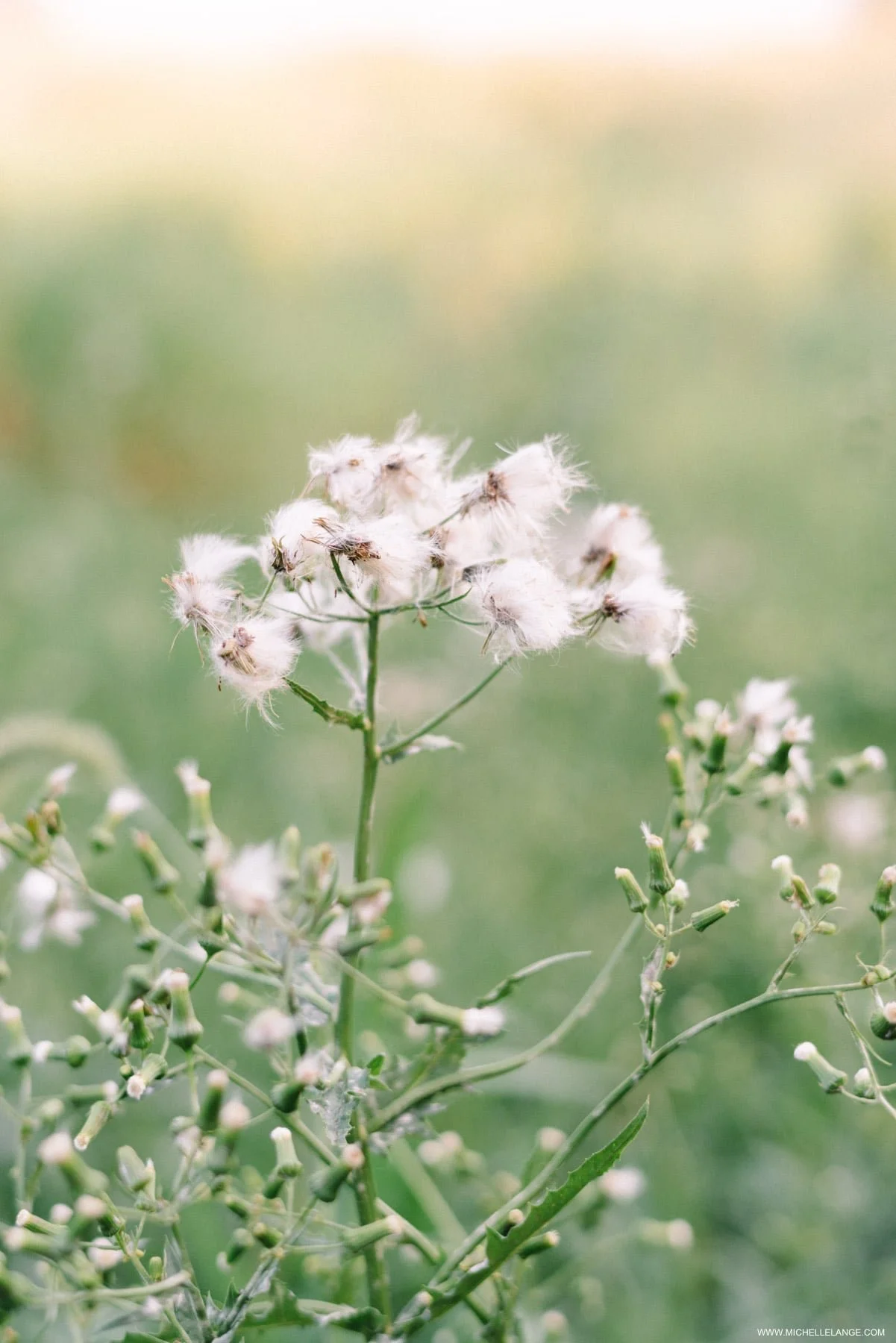 NJ Engagement Photographer-14.jpg