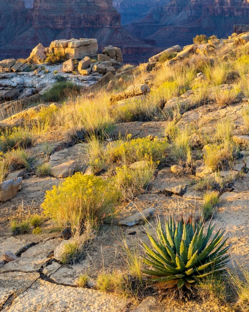 Desert landscape with rocks, yellow and green shrubs, and a large aloe vera plant in the foreground, with Grand Canyon cliffs in the background during sunset.