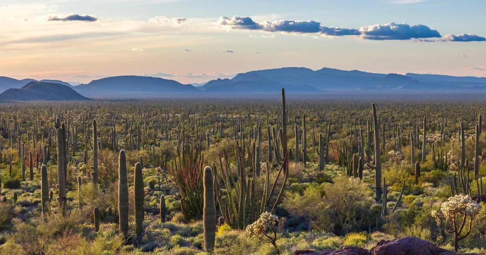 Photo of many saguaros in Arizona by Jeff Maltzman, M.D..webp