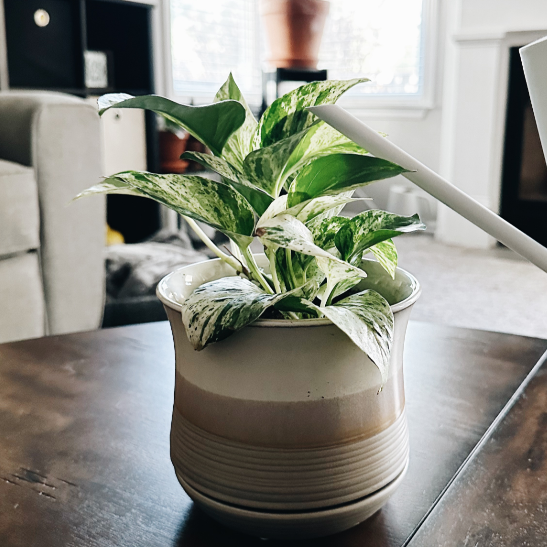 We Have To Shed To Grow