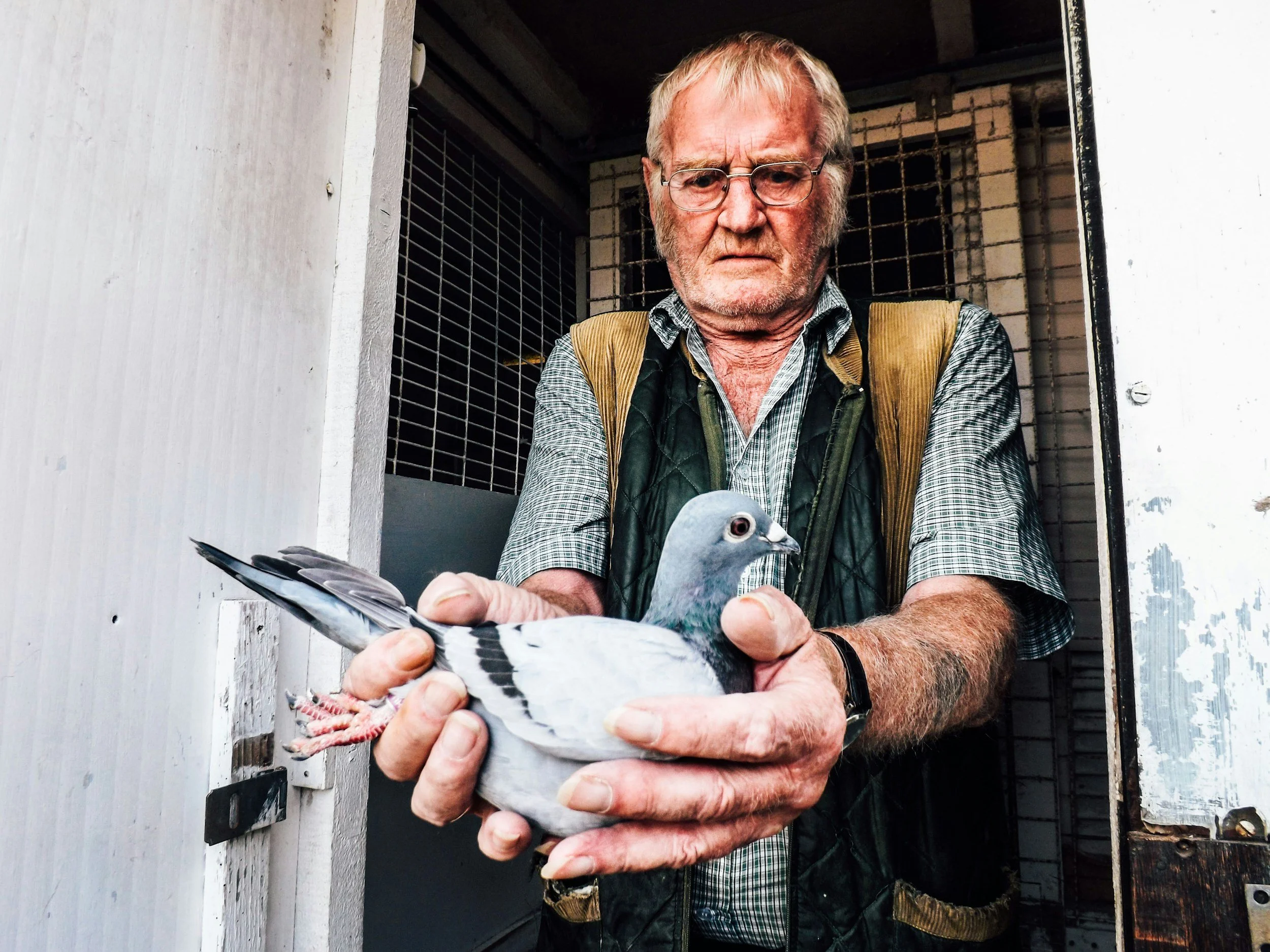 Bird Acquisition