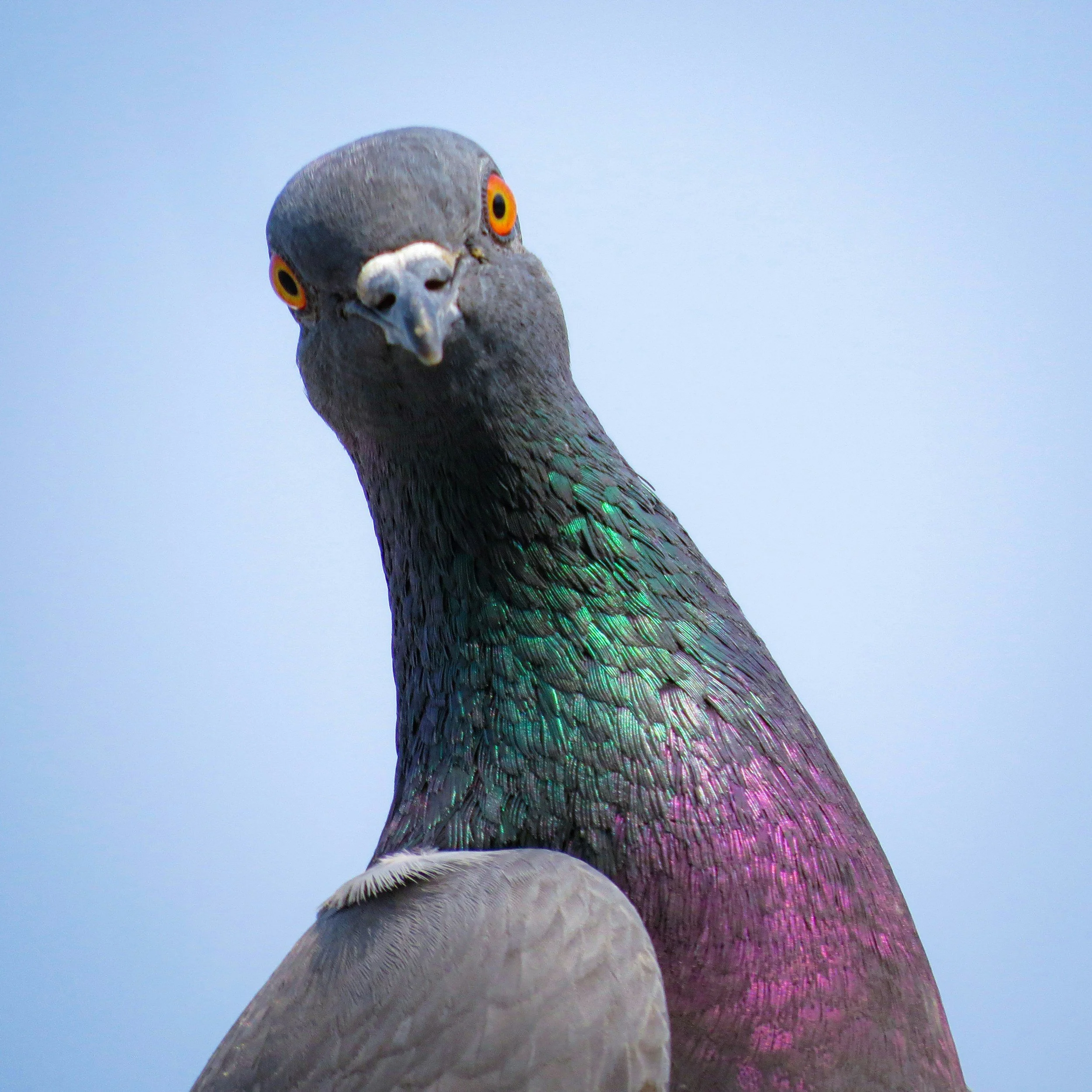 How Much Time Does Pigeon Racing Actually Take?