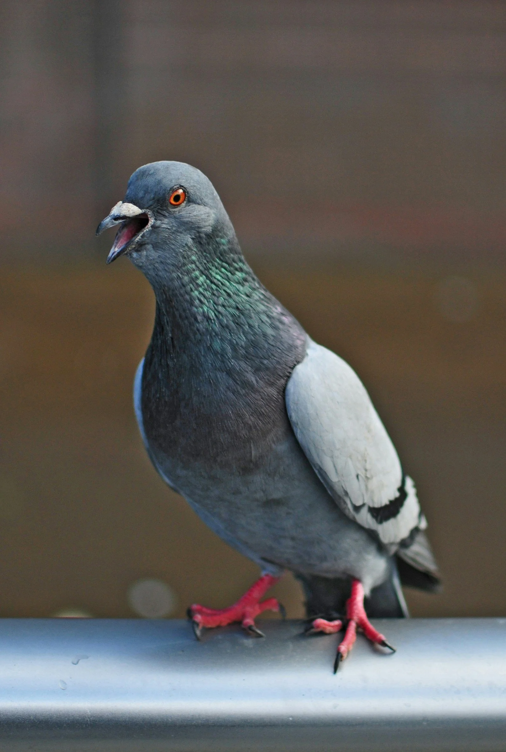 The Realistic Cost of Pigeon Racing