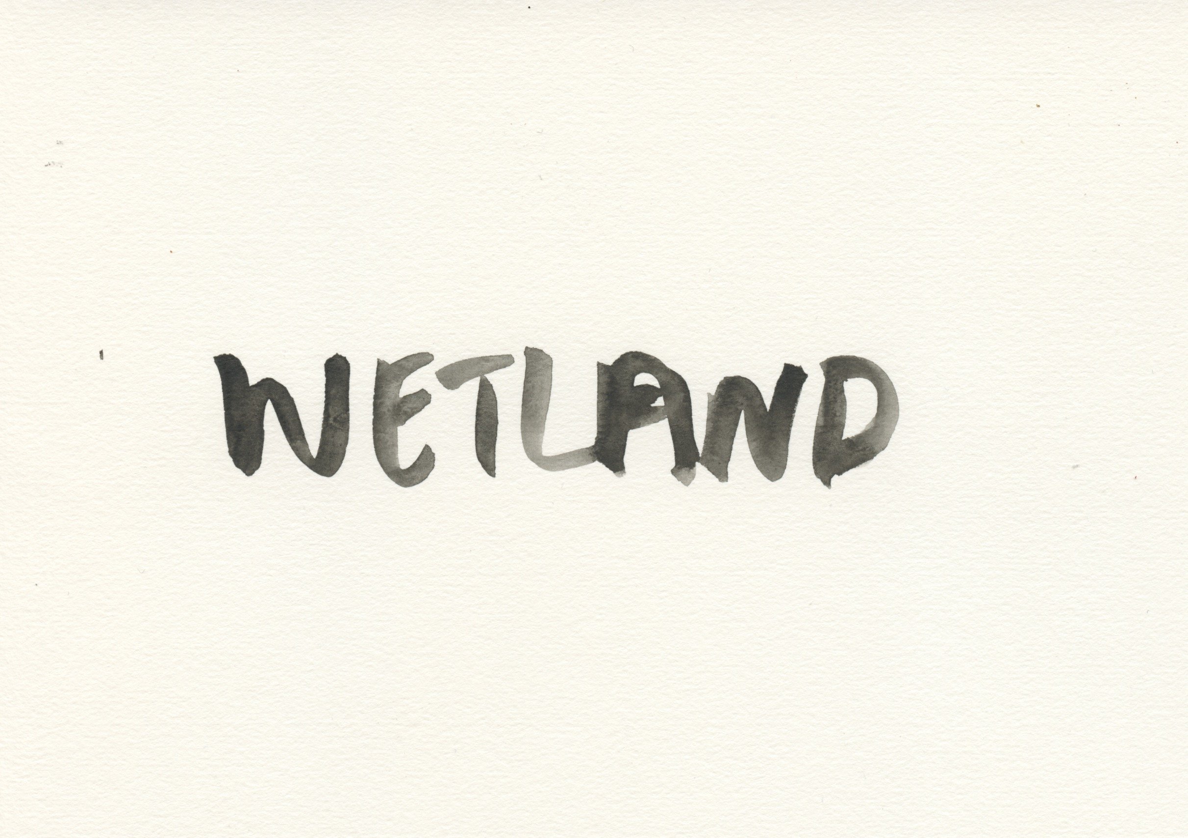Wetland.jpeg