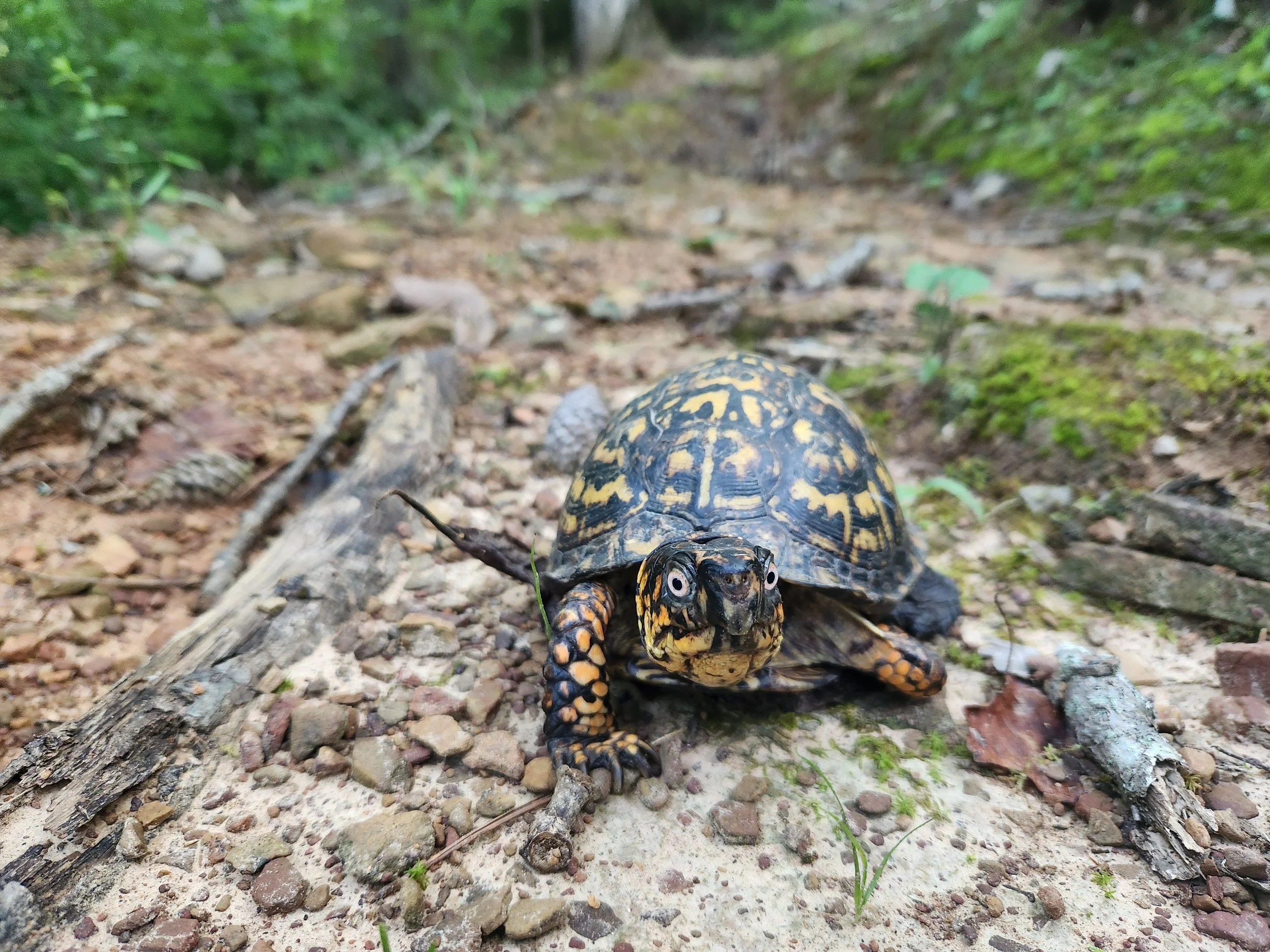 Box Turtle 02_CM.jpg