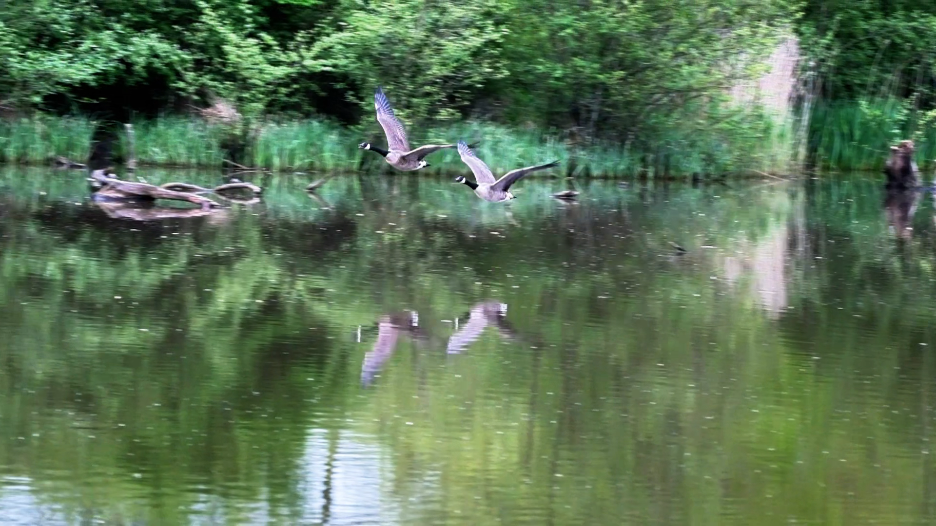 Geese.png