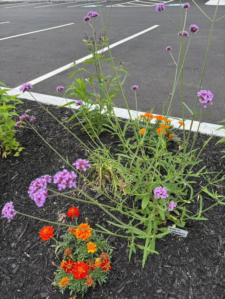 IMG_3446.jpg
