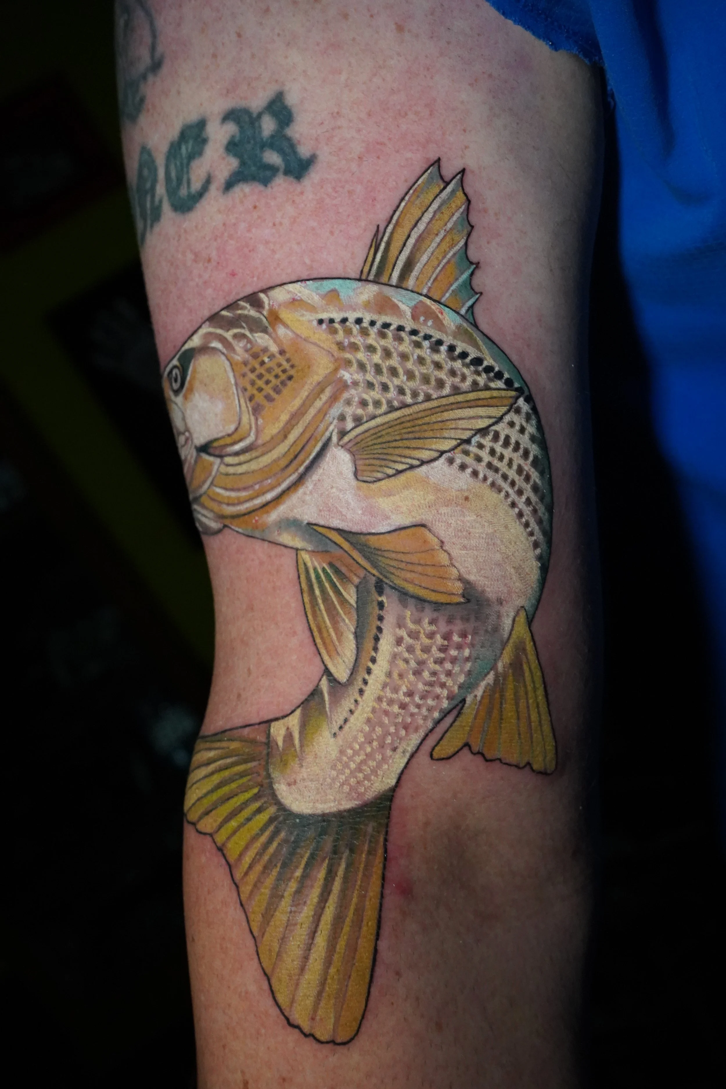 Colorful fish tattoo on a person's arm.