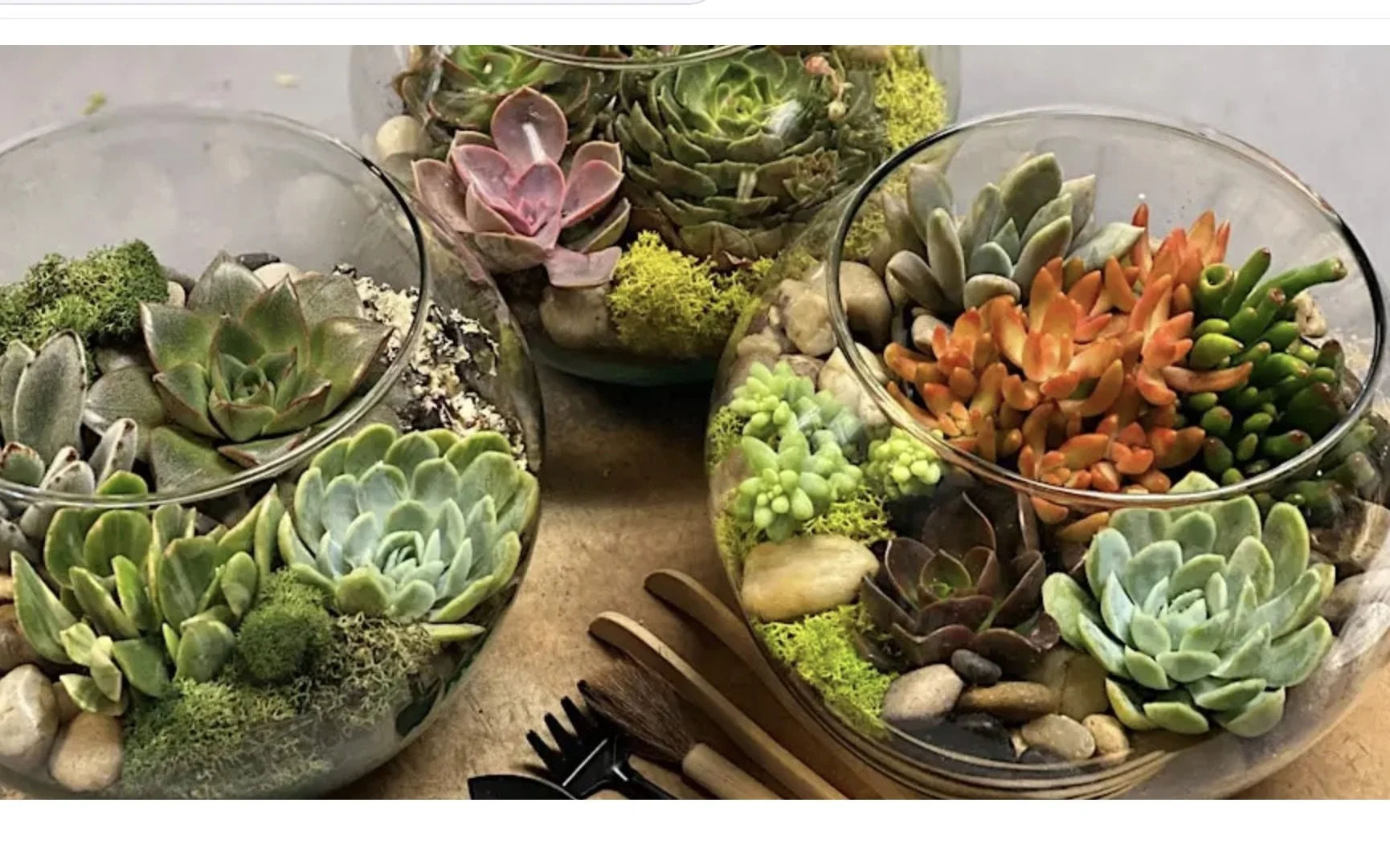 Succulent Terrarium