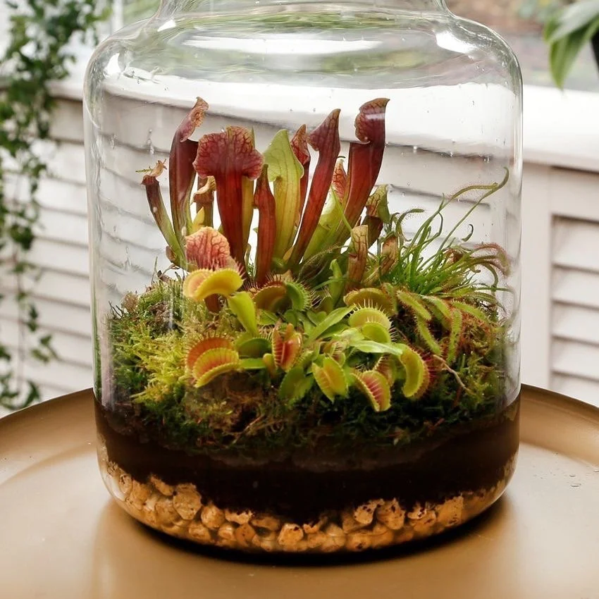 Carnivorous Plants