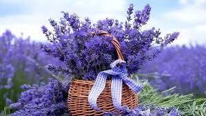 Lovely Lavender