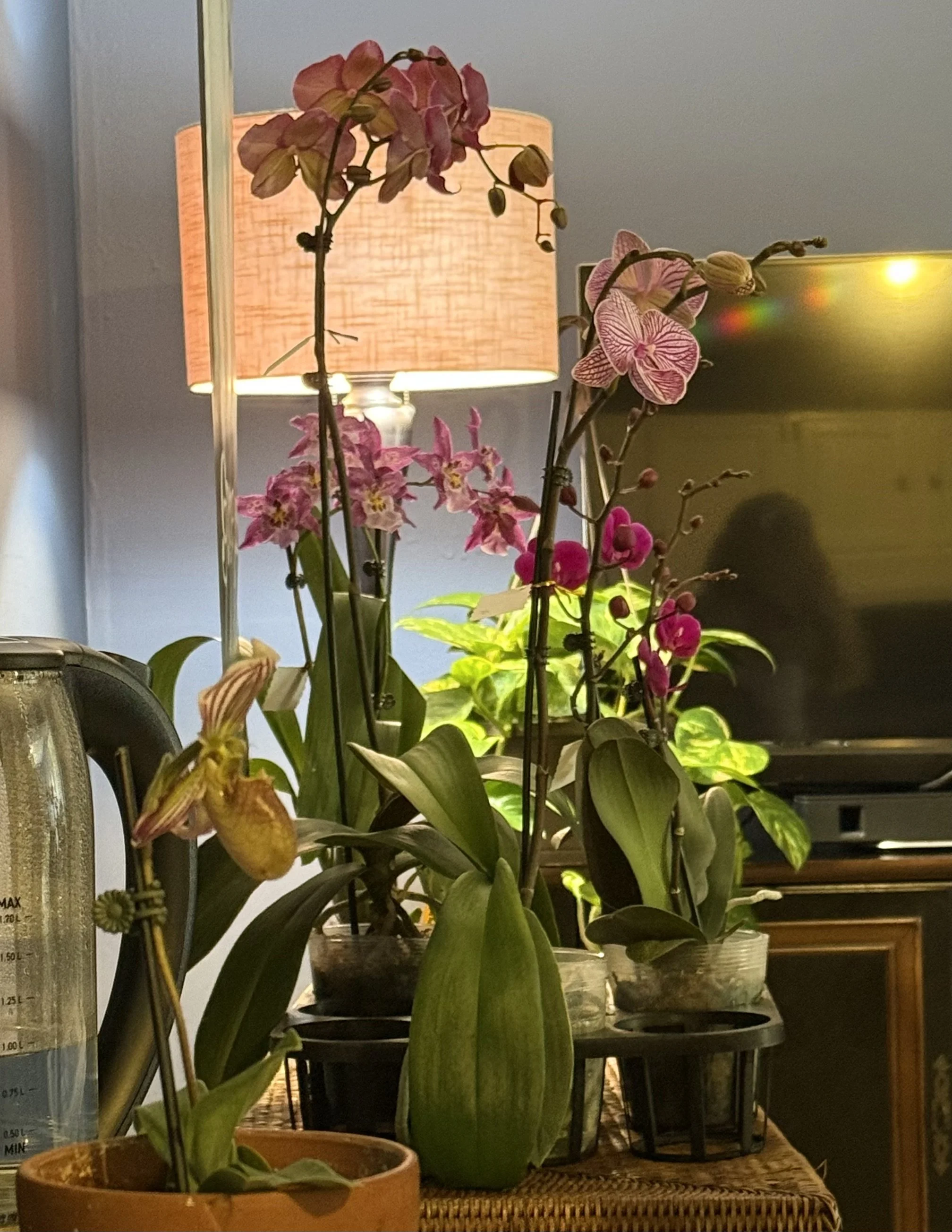 IMG_7650.jpeg