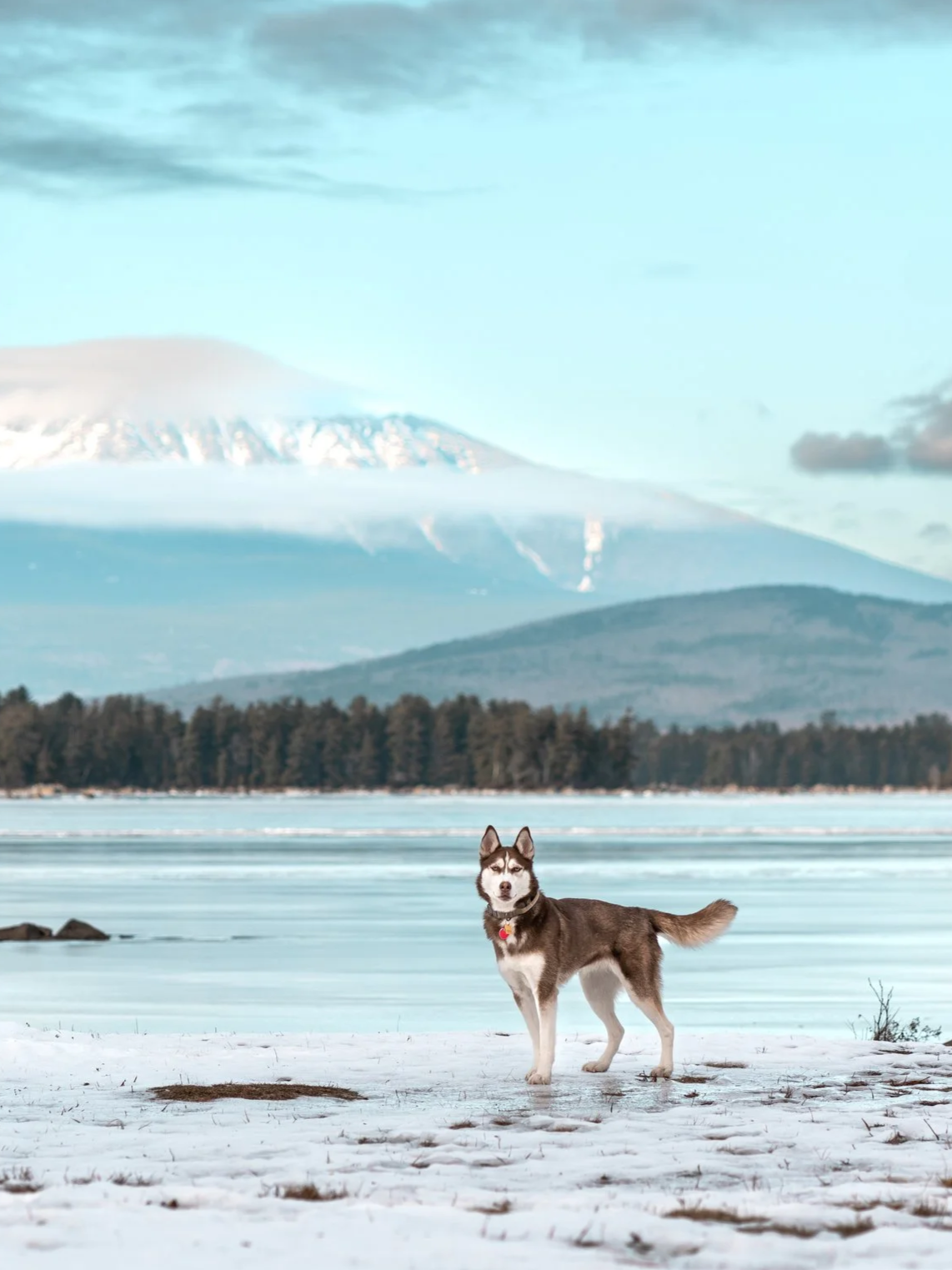 A husky dog standing on snow-covered ground near a frozen lake, with a large mountain with snow and clouds in the background.