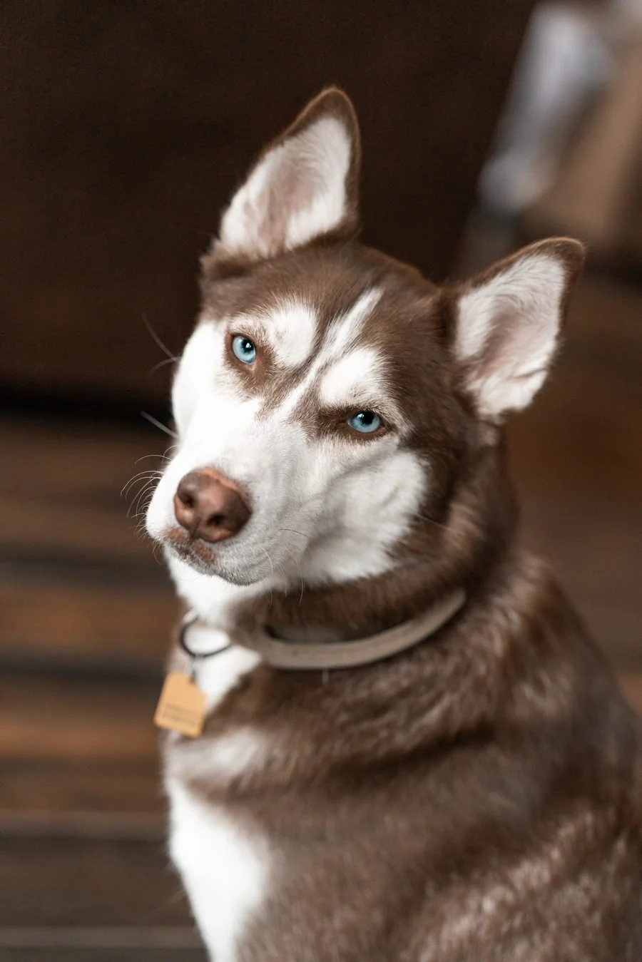 Close-up of a Siberian Husky dog with piercing blue eyes and a brown and white coat, wearing a collar.