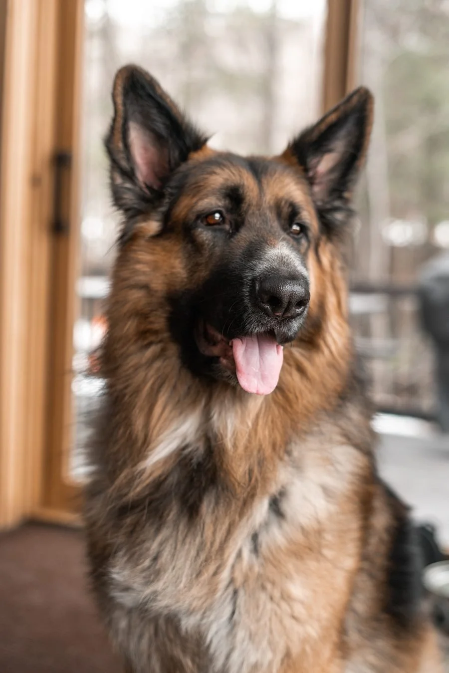 A German Shepherd dog sitting indoors with its mouth open, tongue out, and ears perked up.