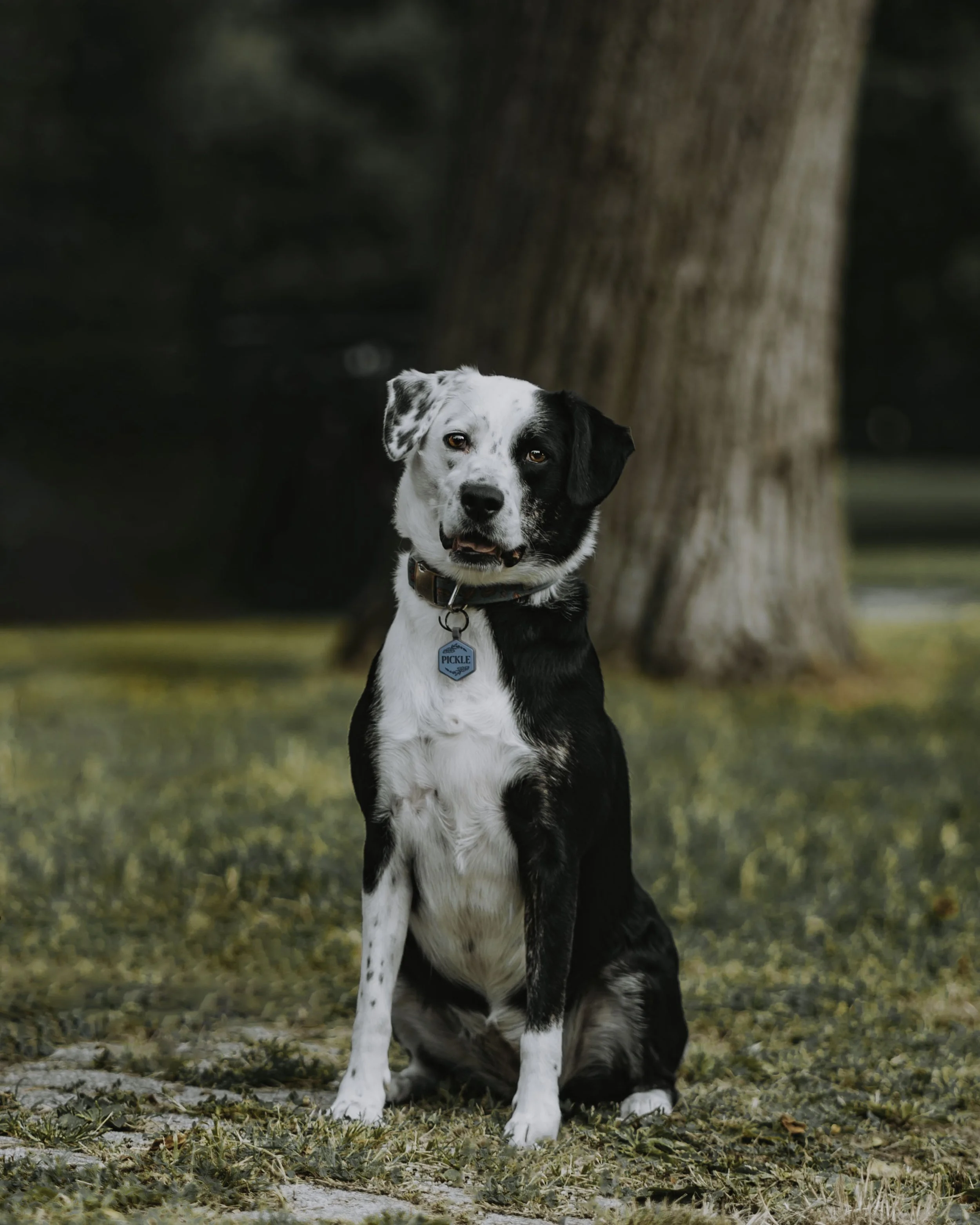 Black and white dog with a collar sitting outdoors in front of a large tree, surrounded by grass and fallen leaves.
